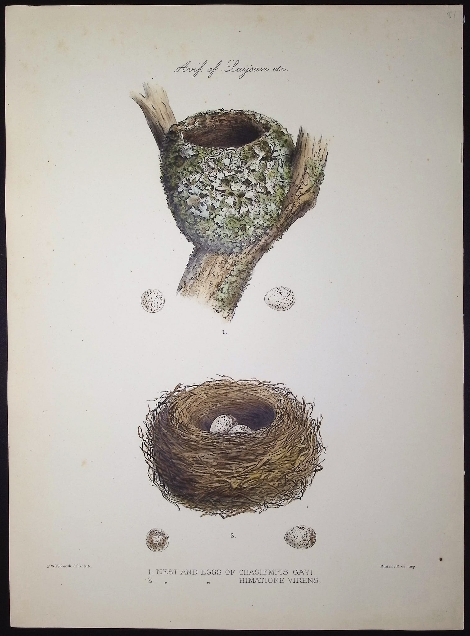 Rothschild & Keulemans, Hawaii - Nest & Eggs of Chasiempis Gayi & Himatione Virens & 2 Anatomy (1 of 1)