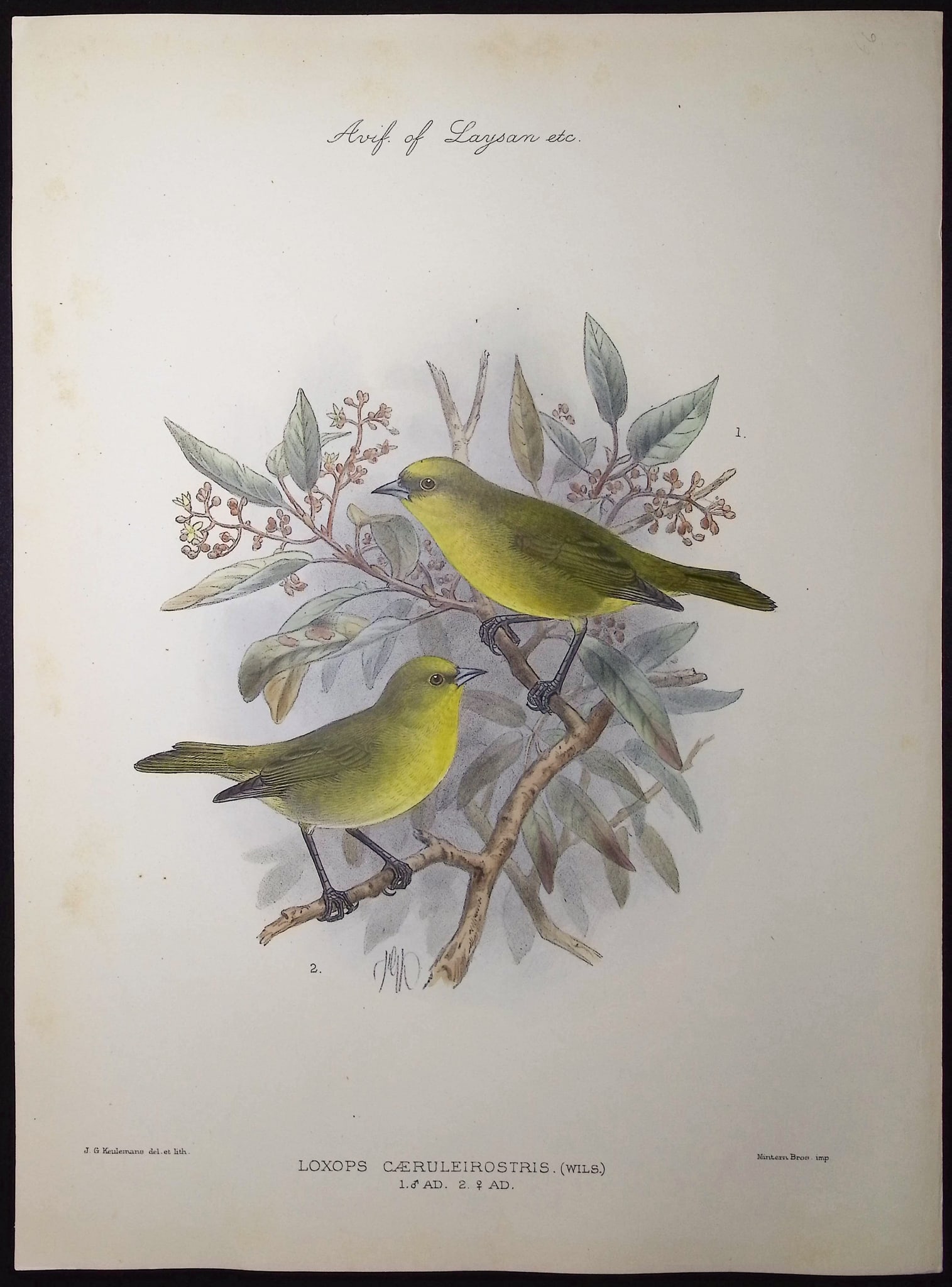 Rothschild & Keulemans, Hawaii - Akeke'e or Honeycreeper [Loxops Caeruleirostris]: This hand-colored lithograph is from Lionel Walter Rothschild's "The Avifauna of Laysan and the Neighbouring Islands: with a Complete History to Date of the Birds of the Hawaiian Possessions". The wor