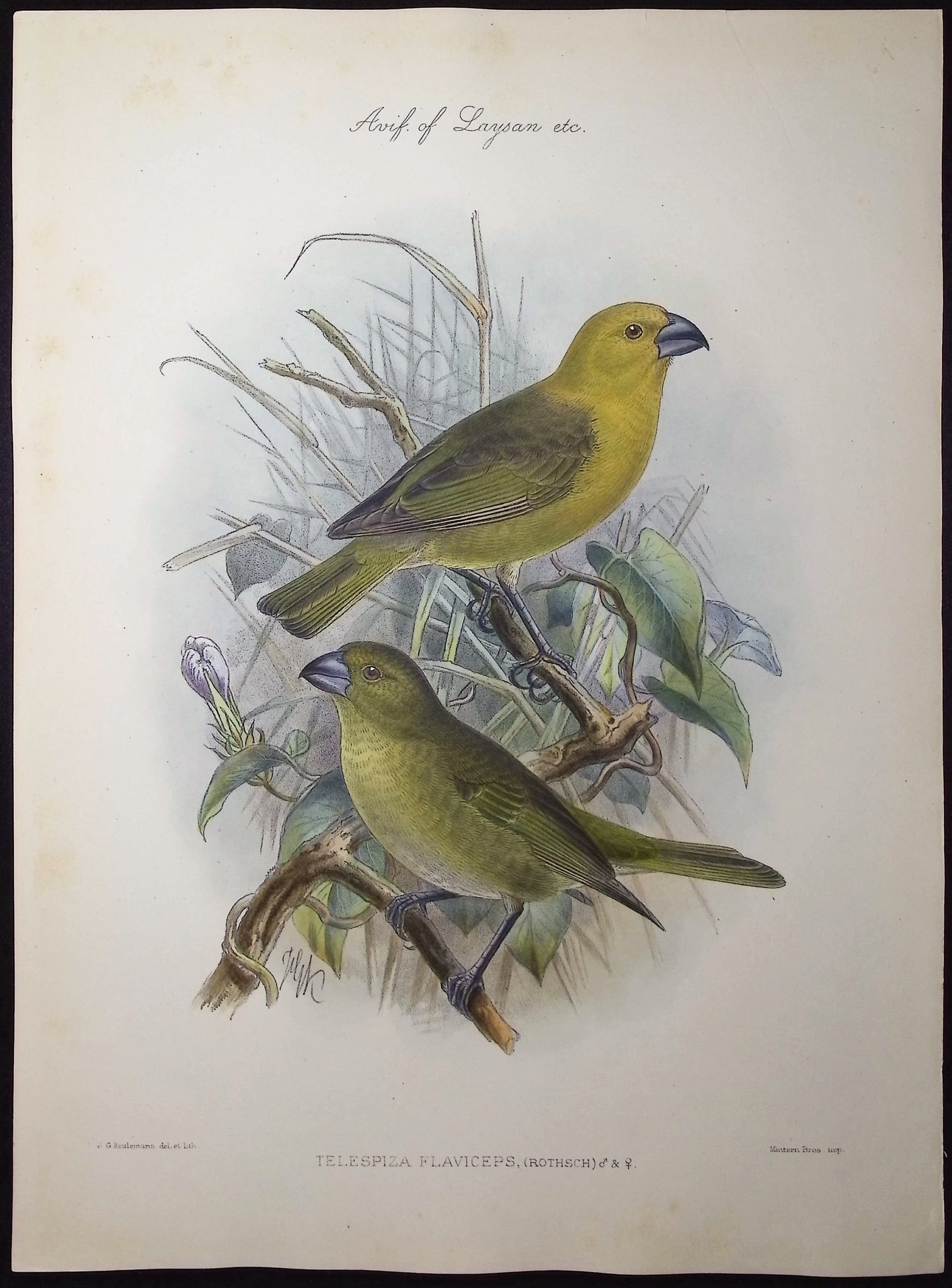 Rothschild & Keulemans, Hawaii - Lesser Koa-finch or Honeycreeper (Extinct) [Telespiza Flaviceps] (1 of 1)