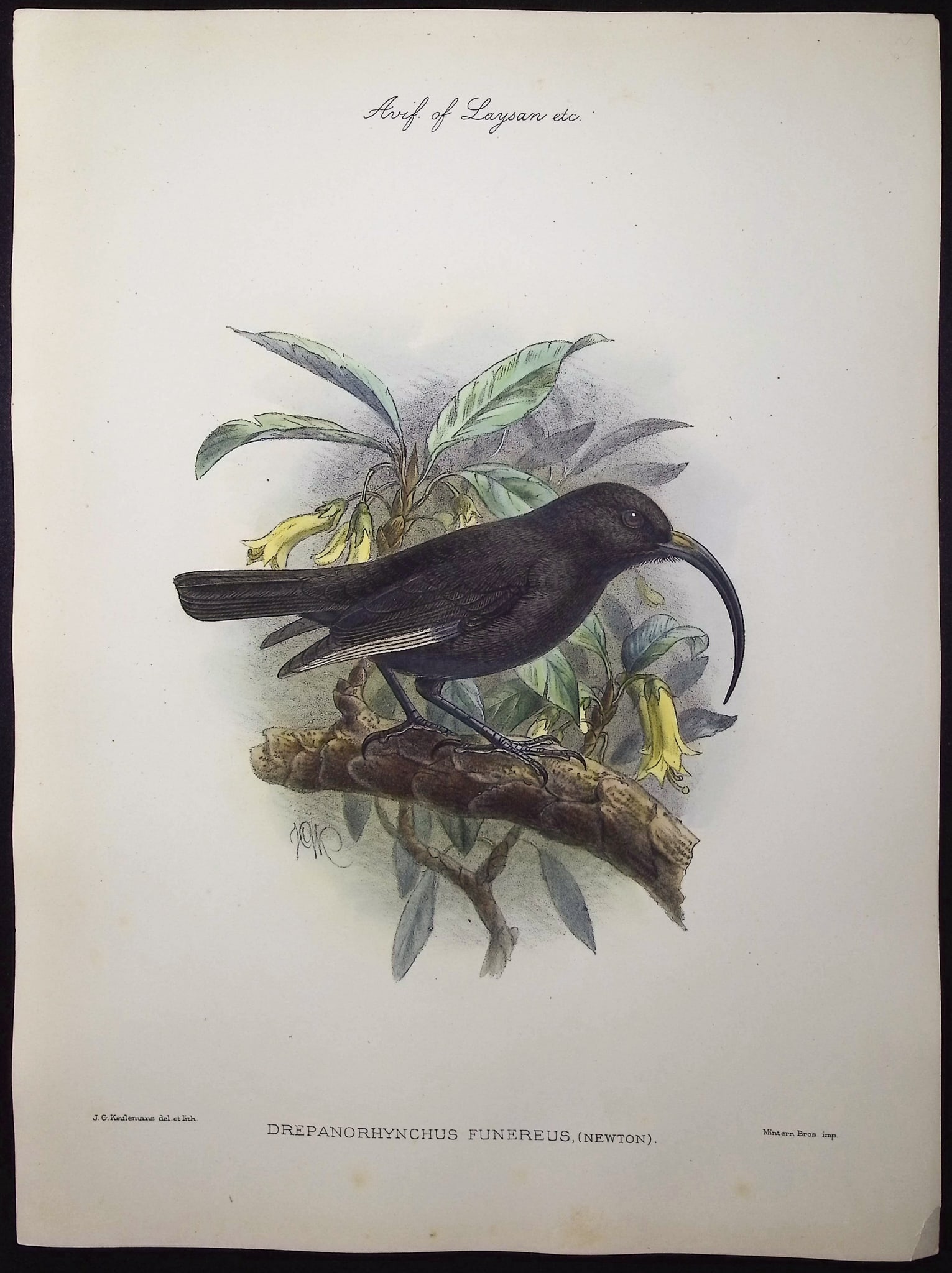 Rothschild & Keulemans, Hawaii - Black Mamo or Honeycreeper (Extinct) [Drepanorhynchus Funereus] (1 of 1)