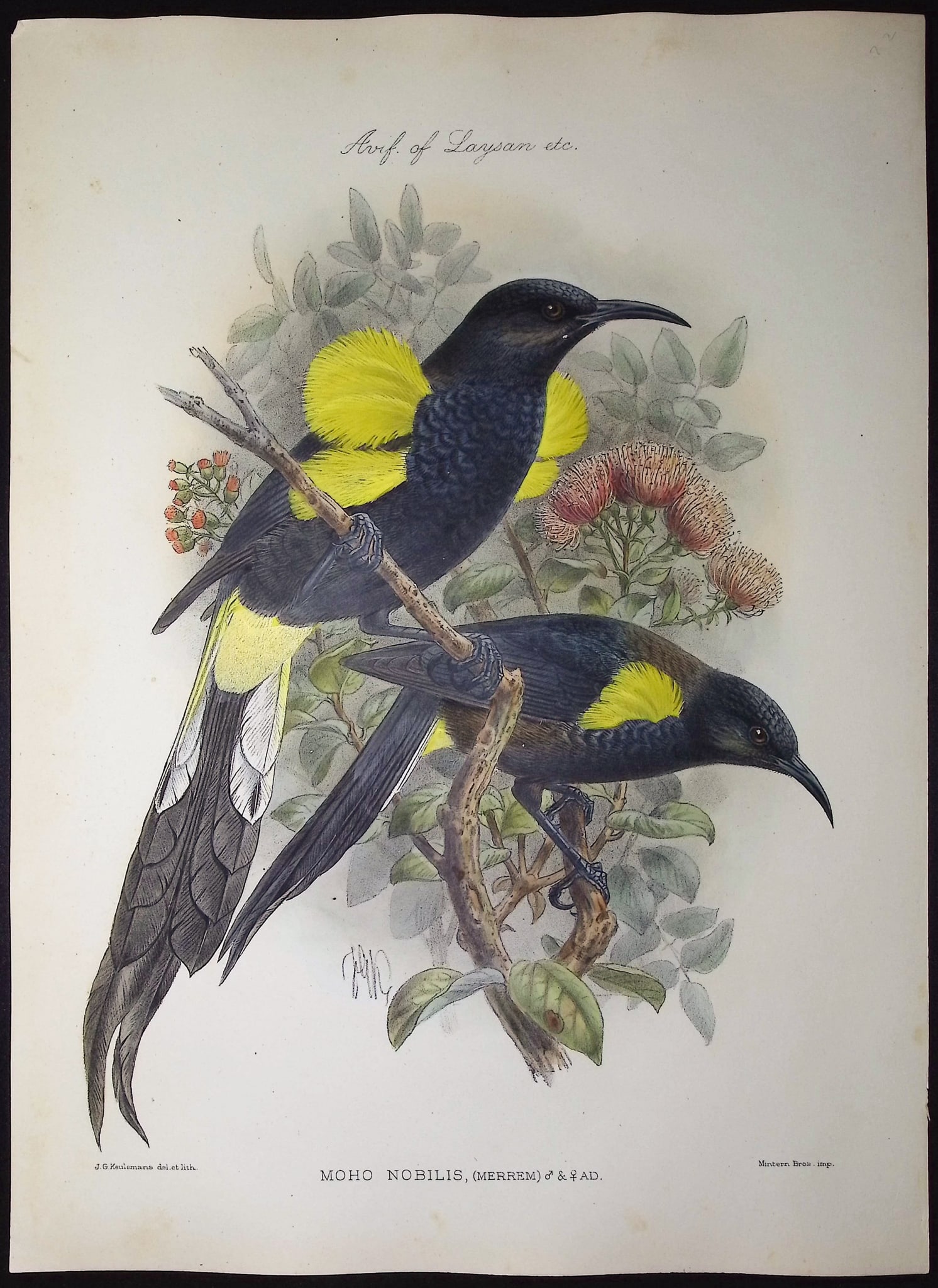 Rothschild & Keulemans, Hawaii - Hawai'I o'o' or Honeyeater (Extinct) [Moho Nobilis] (1 of 1)