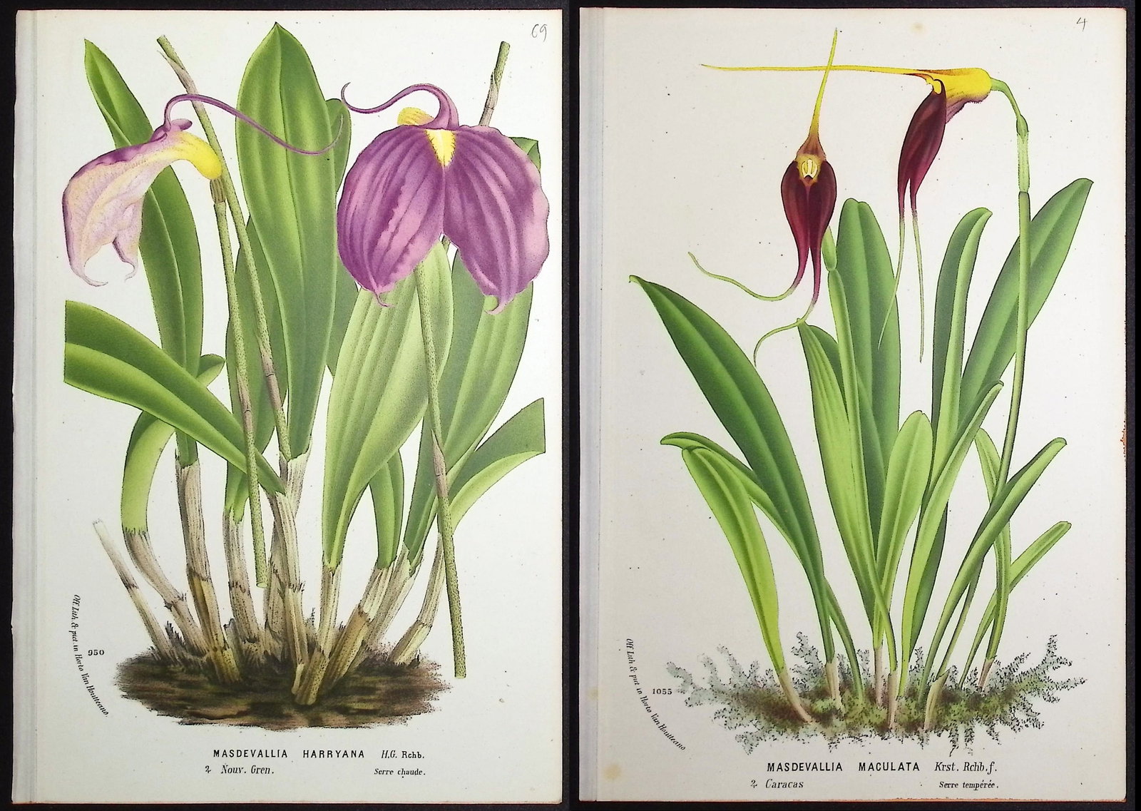 Van Houtte - 5 Masdevallia Orchid Prints: This beautiful botanical print comes from Louis Van Houtte's monumental work entitled "Flore des Serres et des Jardins de l'Europe (Flowers of the Greenhouses and Gardens of Europe)" published