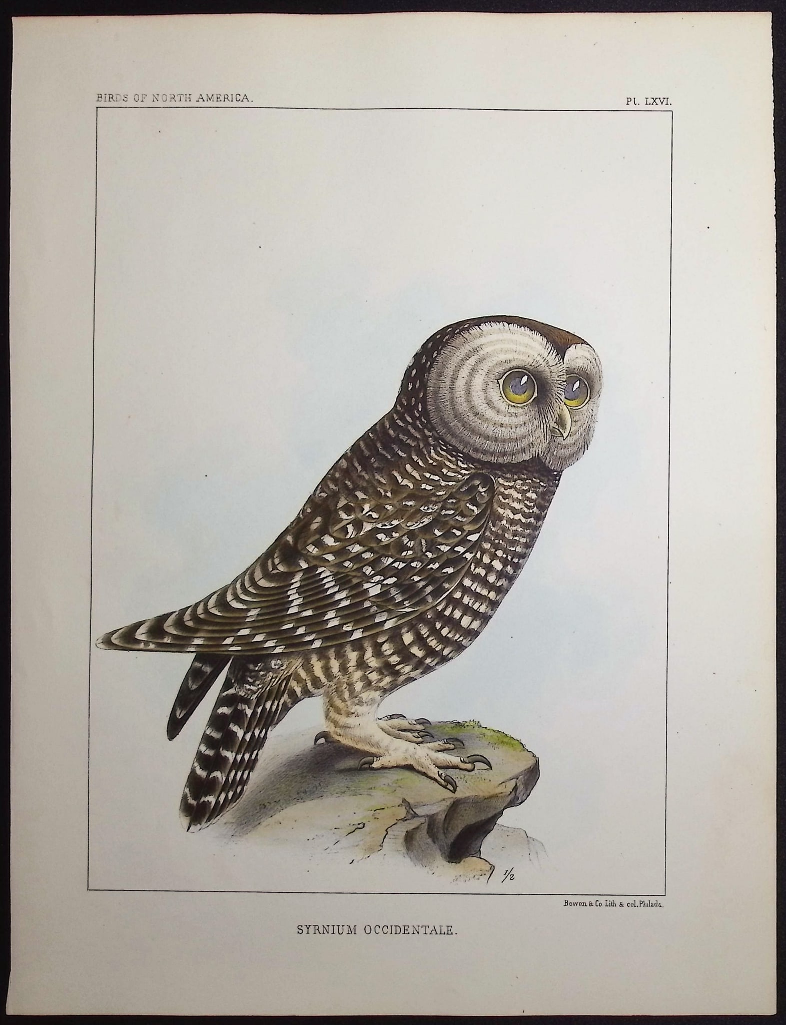 Baird - Northern Spotted Owl [Syrnium Occidentale]: This hand-colored lithograph is from The Birds of North America; the descriptions of species based chiefly on the collections in the museum of the Smithsonian Institution. The work was completed by