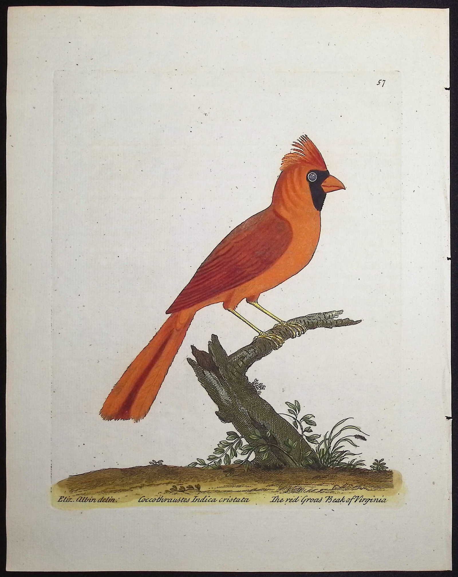 Albin - Cardinal or Red Grosbeak or Virginia Nightingale. 57 (1 of 1)