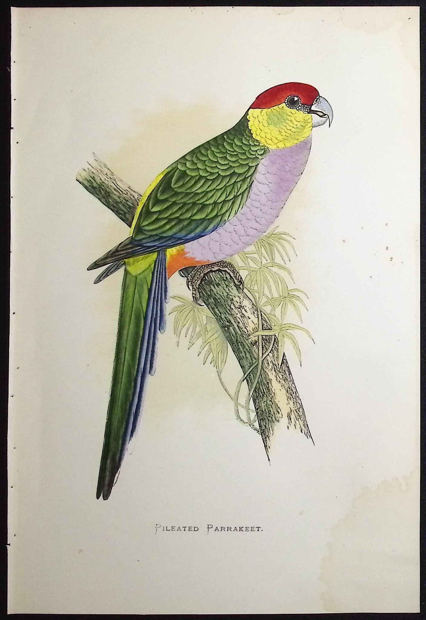 Greene - 4 Parrakeet Prints - 2