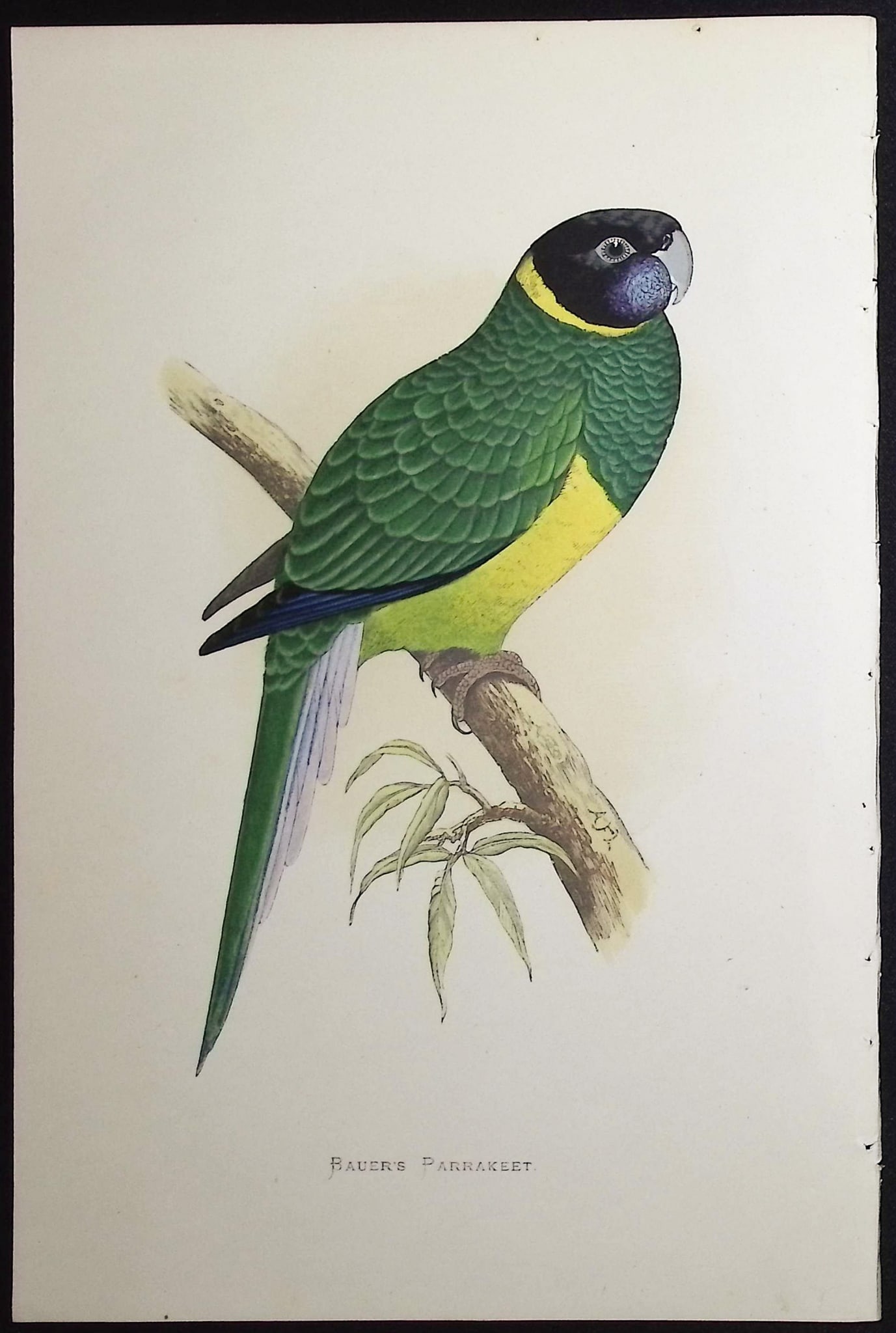 Greene - 4 Parrakeet Prints - 3