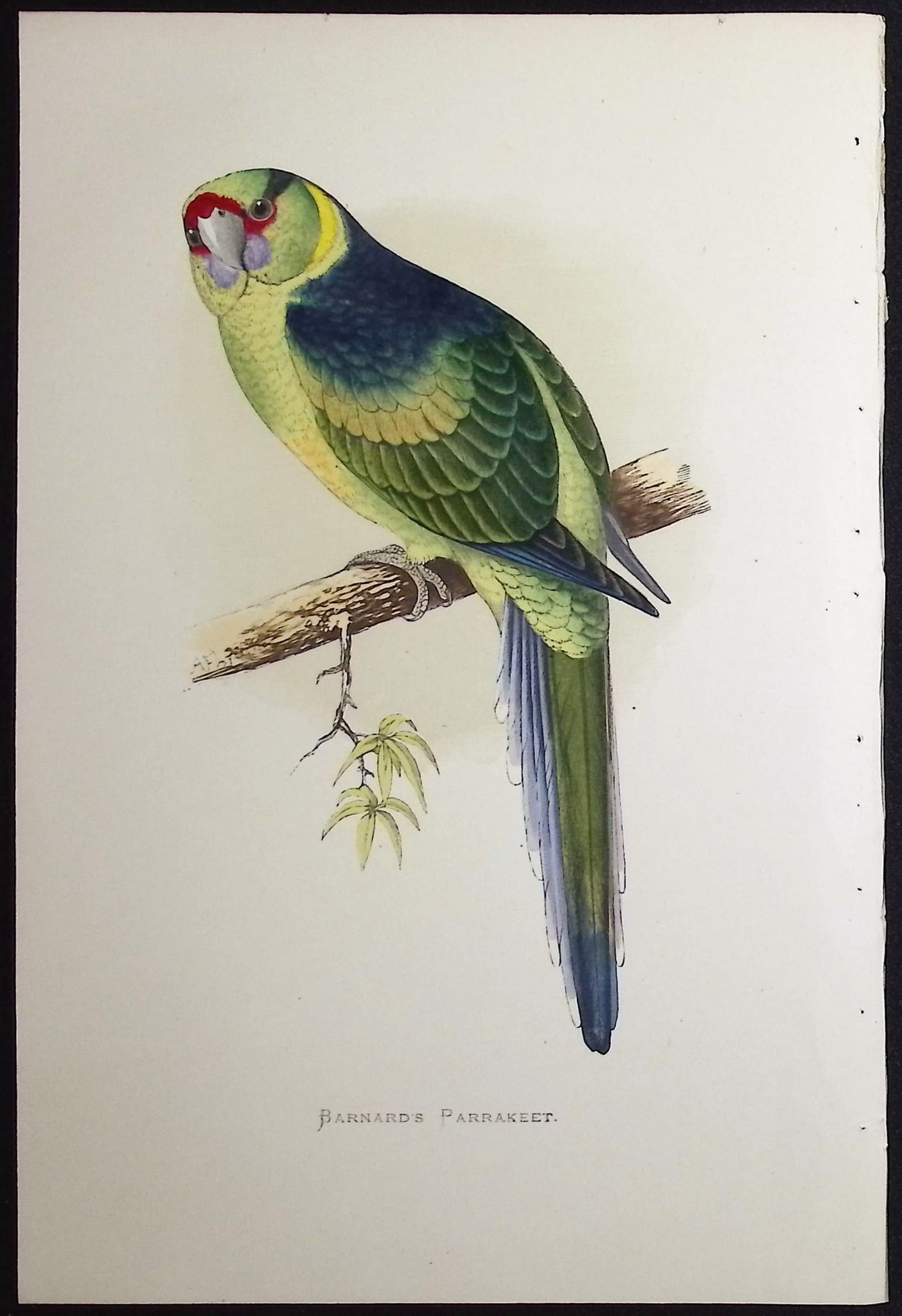 Greene - 4 Parrakeet Prints - 4
