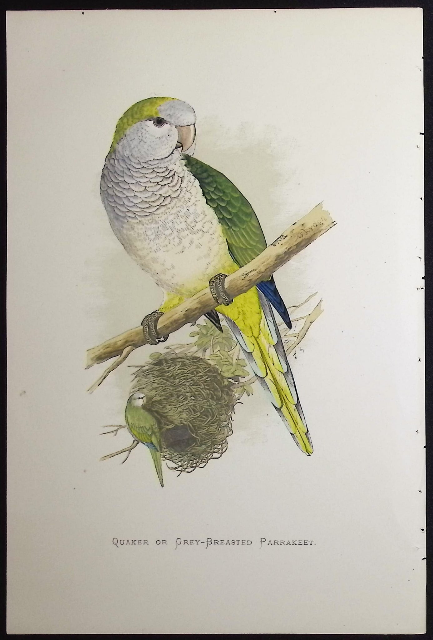 Greene - 4 Parrakeet Prints - 5