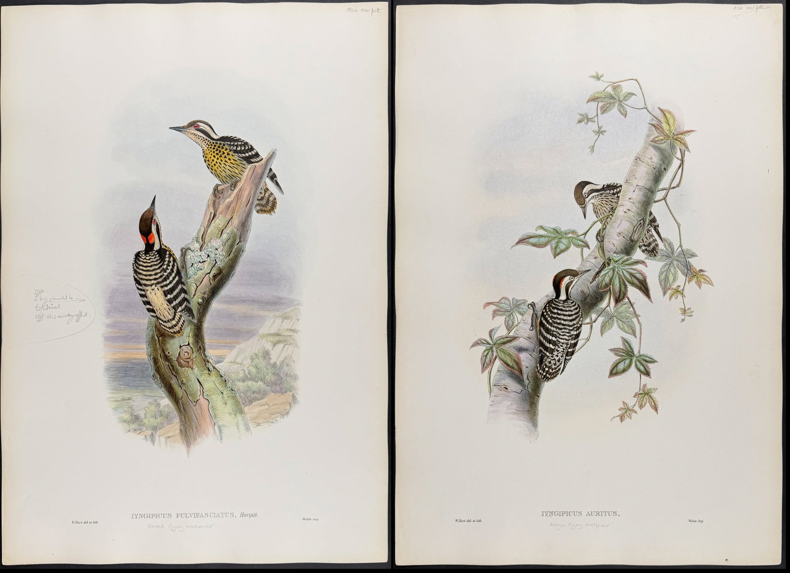 Gould, Asia - 6 Woodpecker Lithographs (1 of 7)