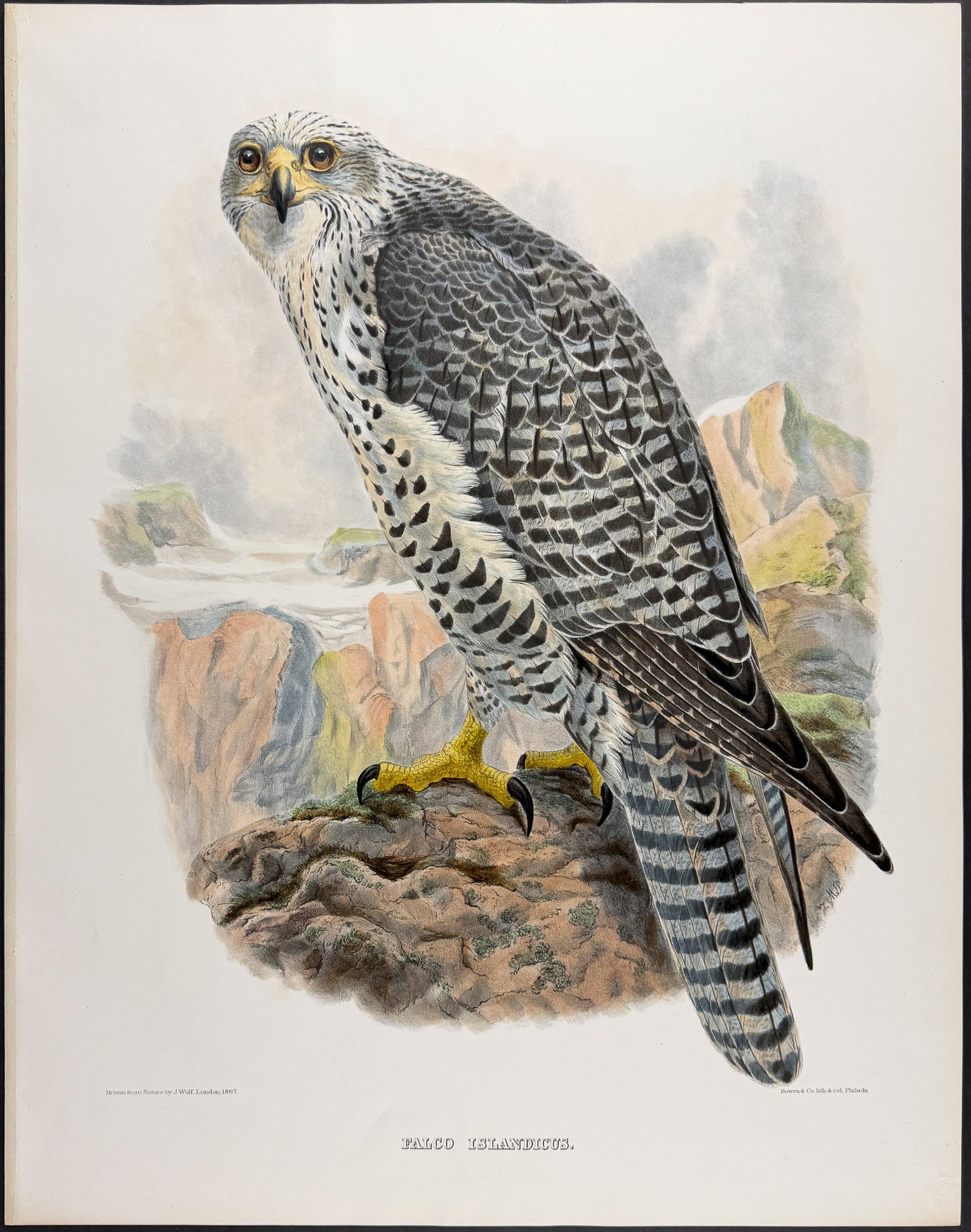Elliot - Gyrfalcon [Falco Islandicus] (1 of 1)