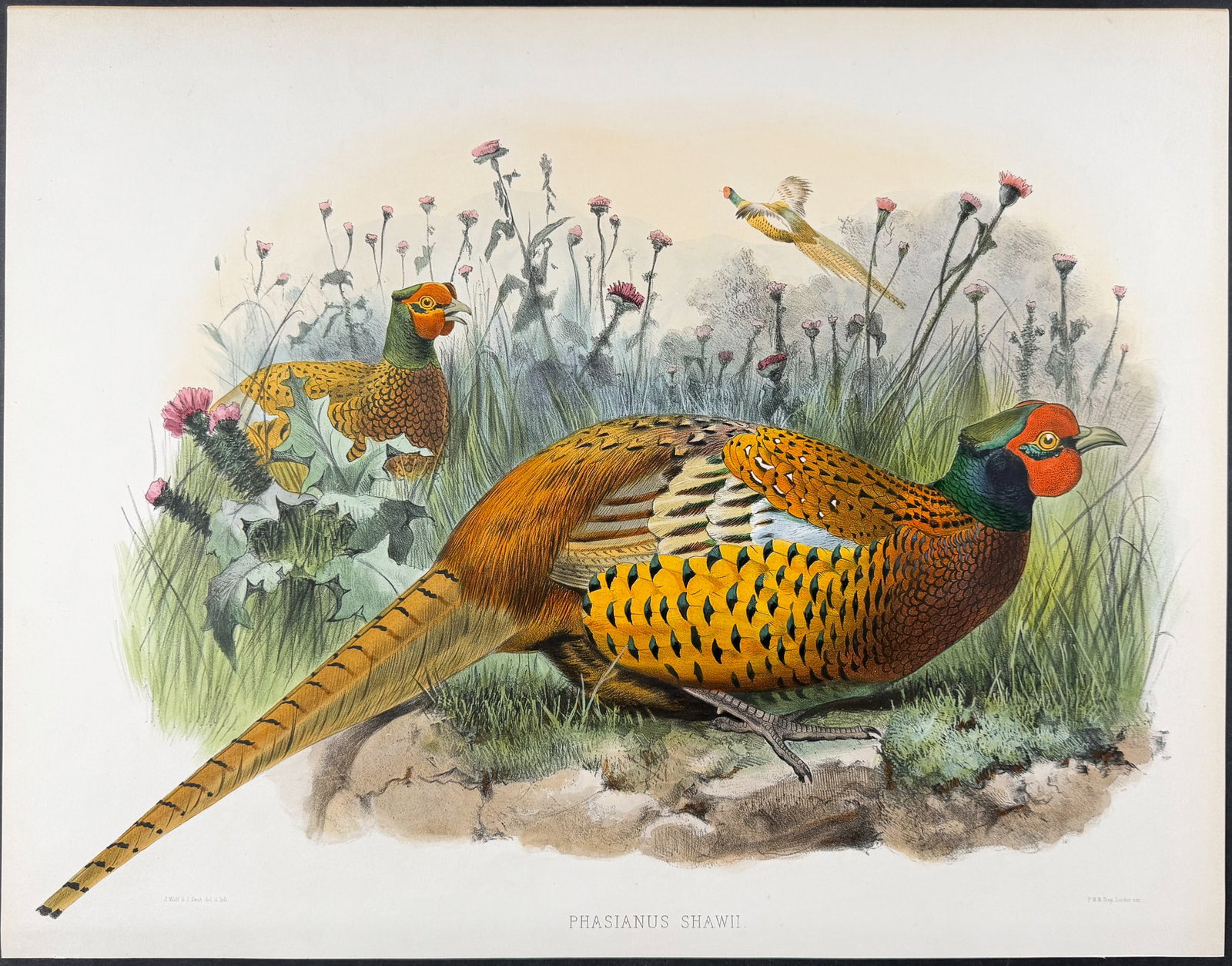 Elliot - Common or Shaw's Pheasant [Phasianus Shawii] (1 of 1)
