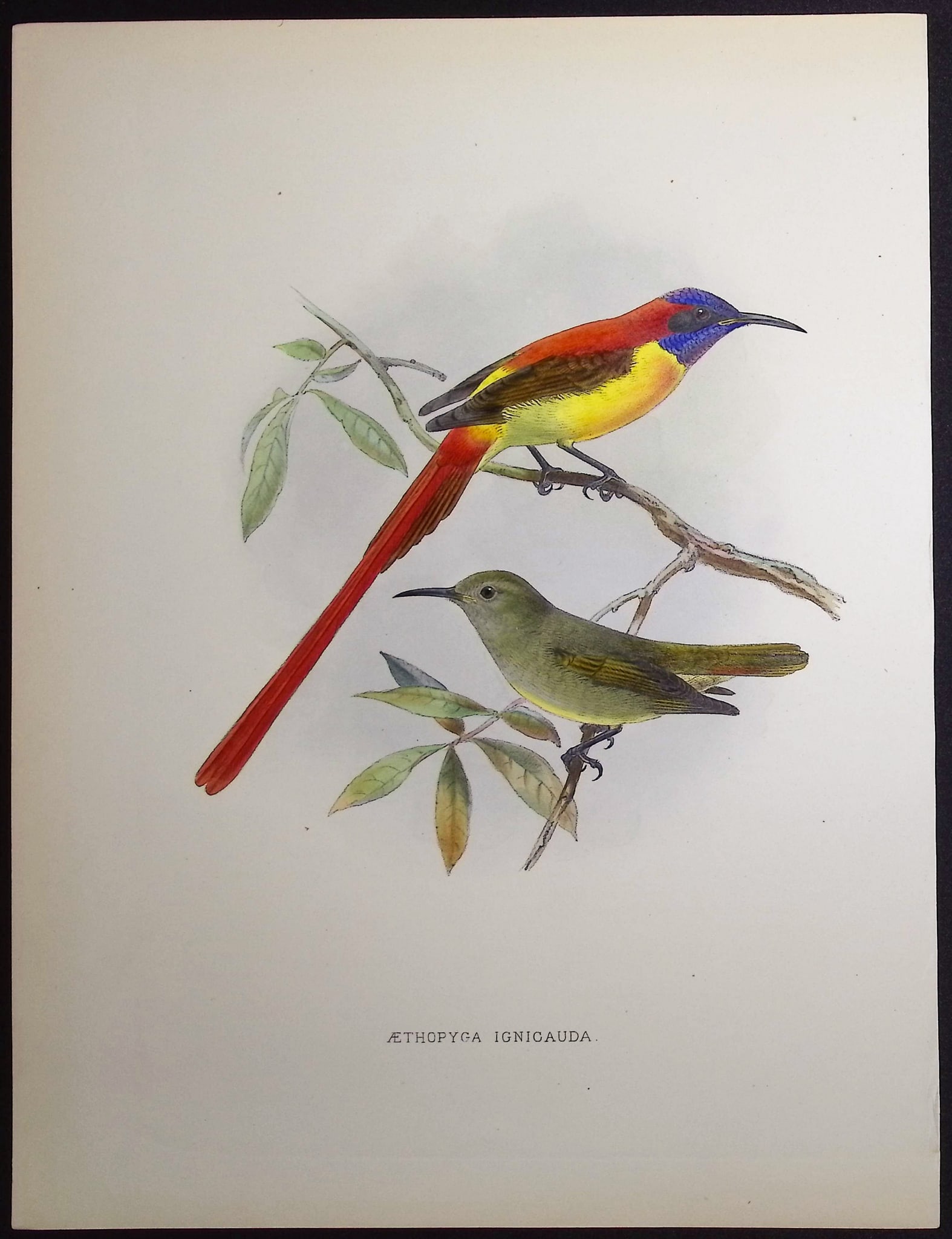 Shelley & Keulemans - Fire-tiled Sun-Bird [Aethopyga Ignicauda] (1 of 1)