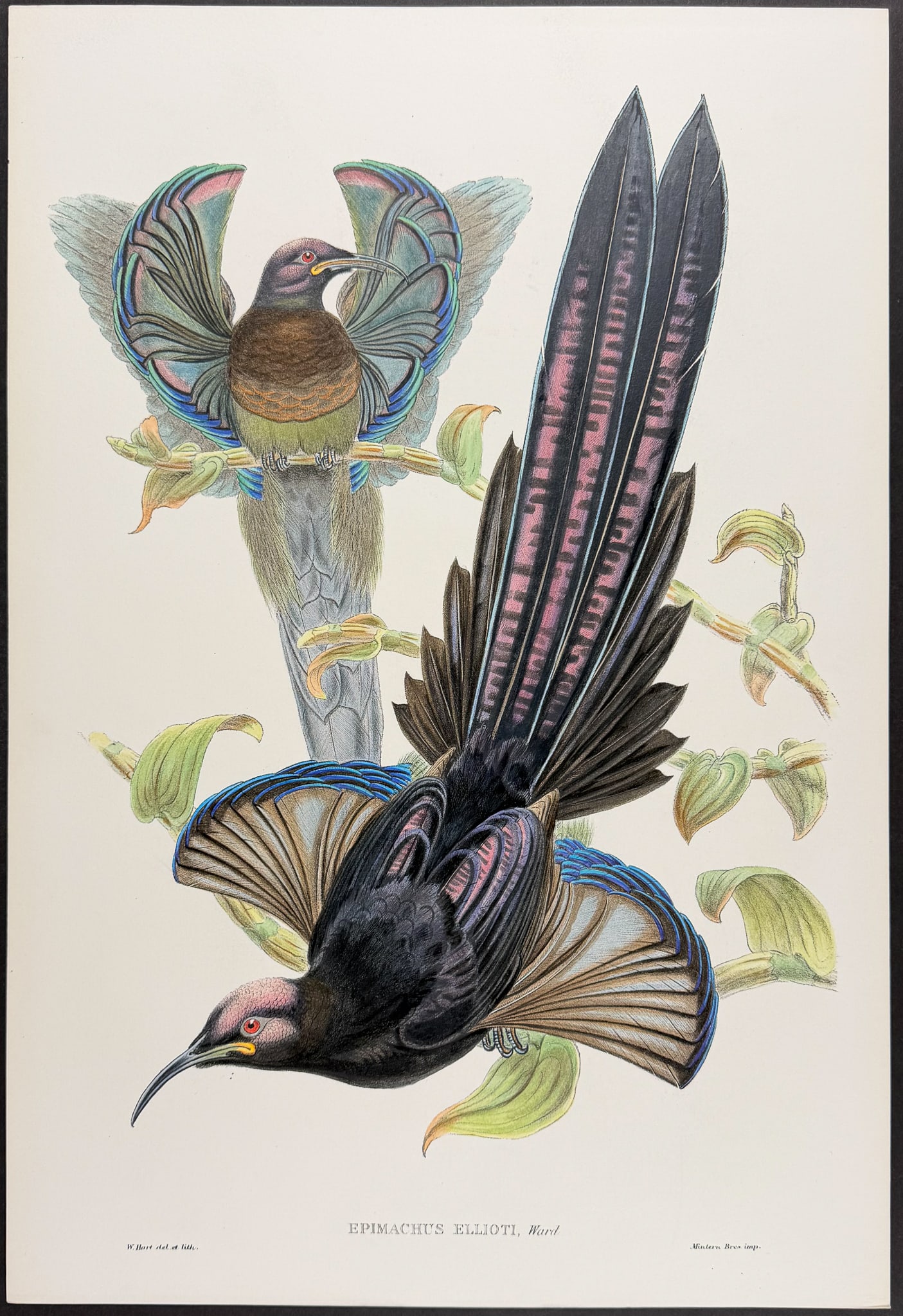 Sharpe & Gould - Elliot's Bird of Paradise [Epimachus Ellioti] (1 of 1)