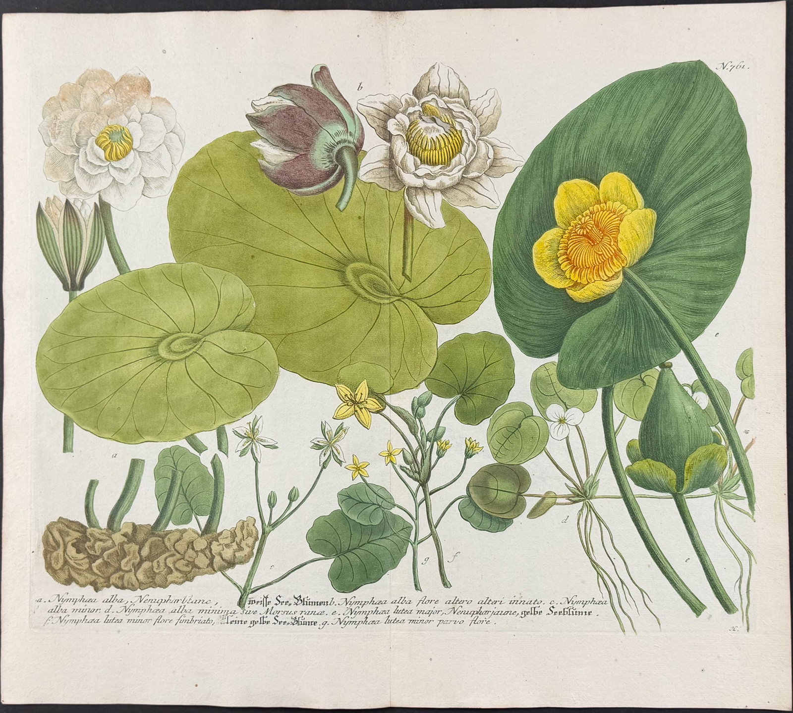 Weinmann - Lotus or Water Lily. 761 (1 of 1)