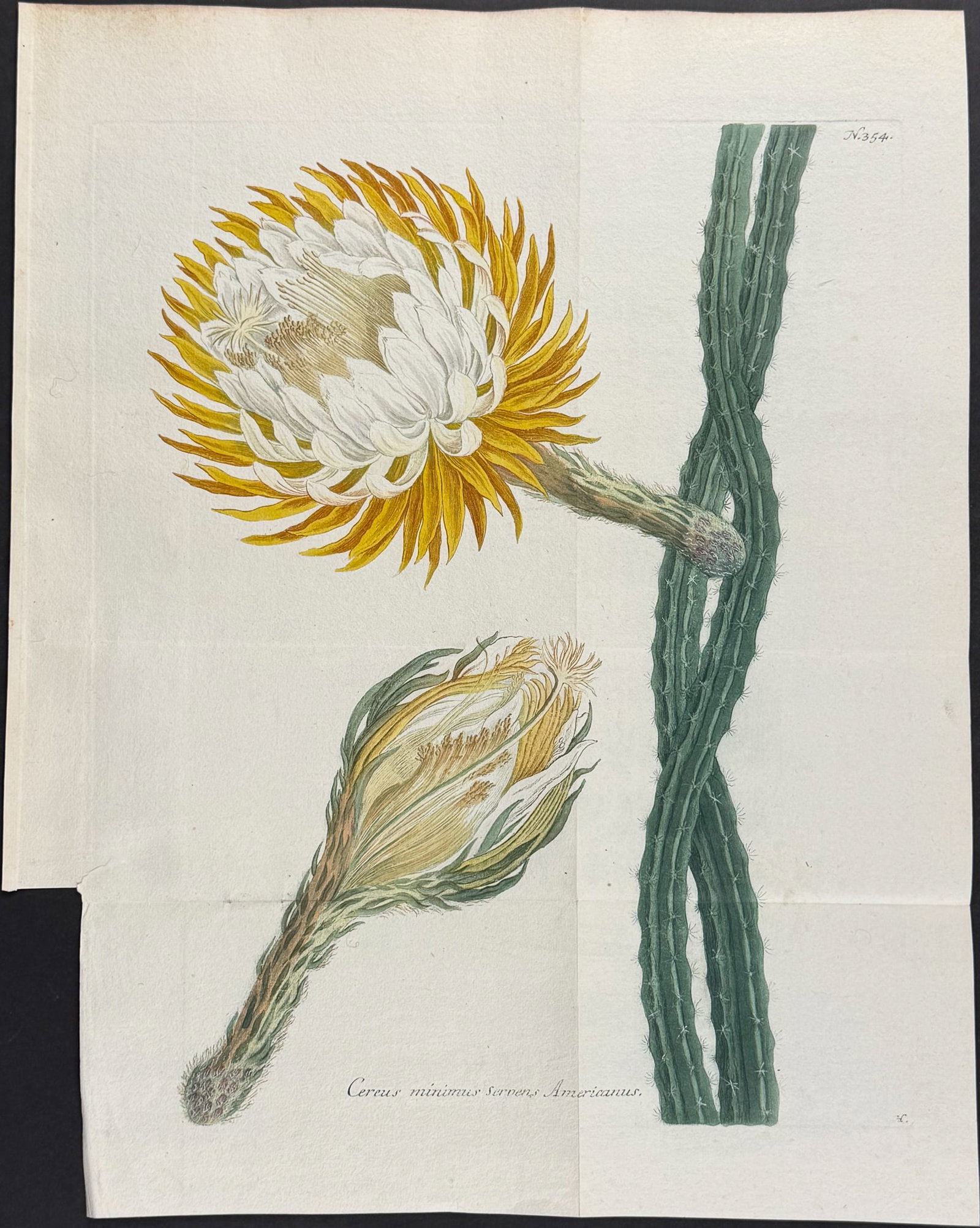 Weinmann - Night blooming Cactus. 354: This beautiful botanical mezzotint is from Johann Weinmann's "Duidelyke Vertoning, Eeniger Duizend in alle vier waerelds deelen wassende Bomen, Stammen, Kruiden, Bloemen, Vrugten, en Uitwassen, [Germa
