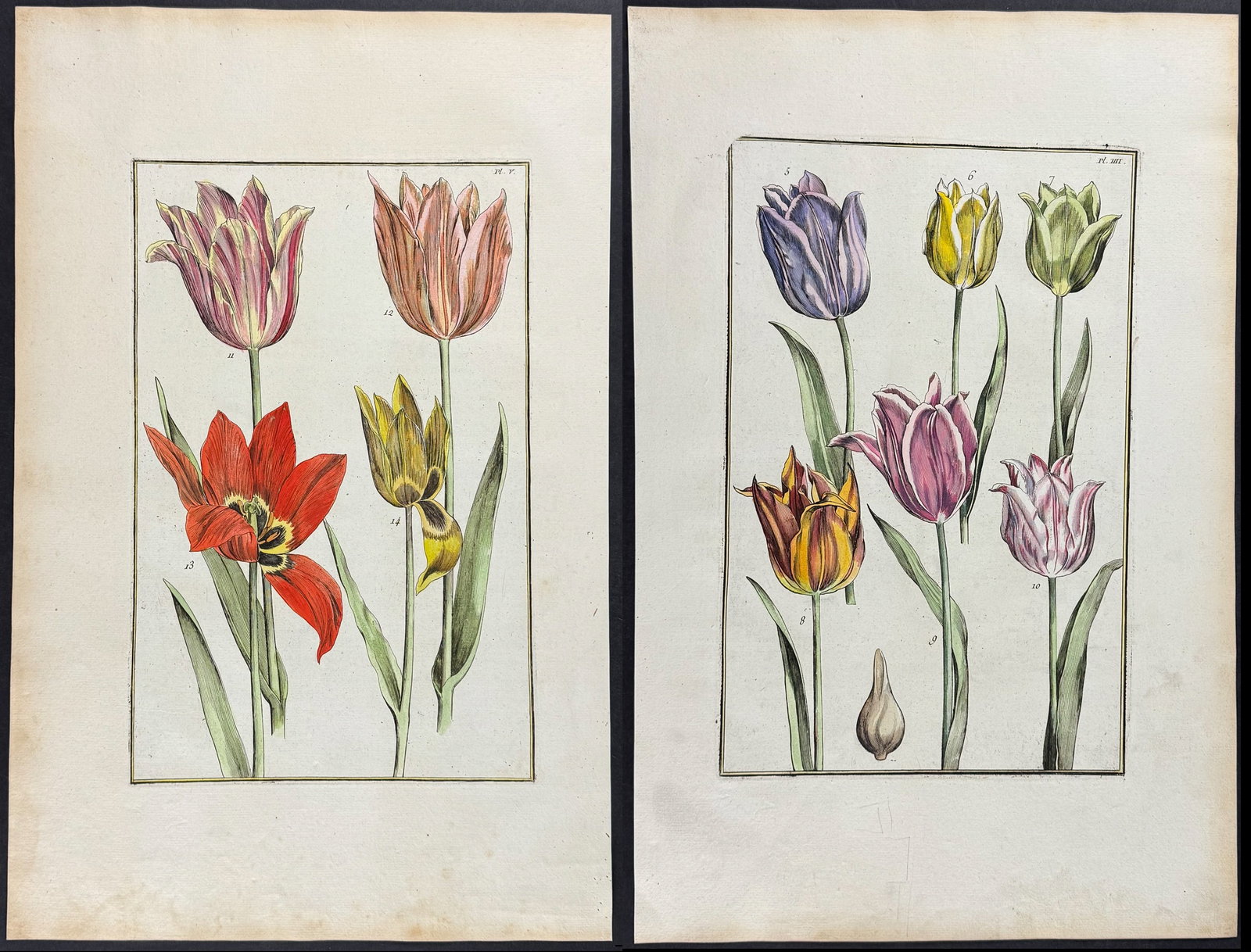 Rabel - 6 Tulip Engravings (1 of 7)