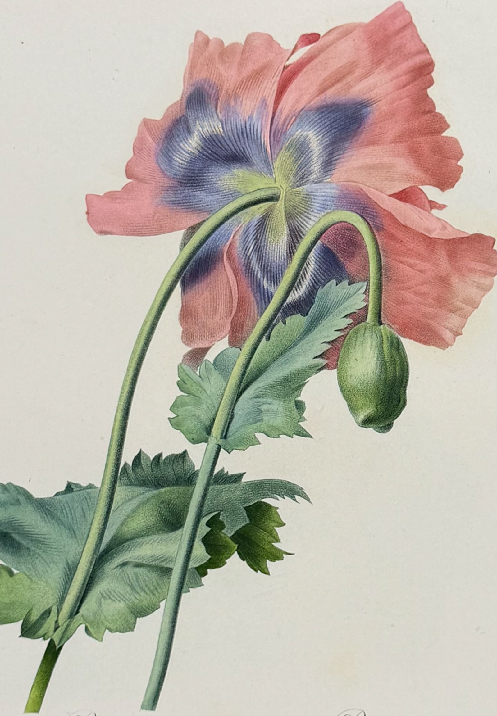 Redoute, Choix, Rare Folio - Poppy [Papaver]: This striking originally hand-colored stipple engraving is from Pierre Joseph Redoute's "Le Choix des Plus Belles Fleurs". This is from the first edition of the work and was published in Paris