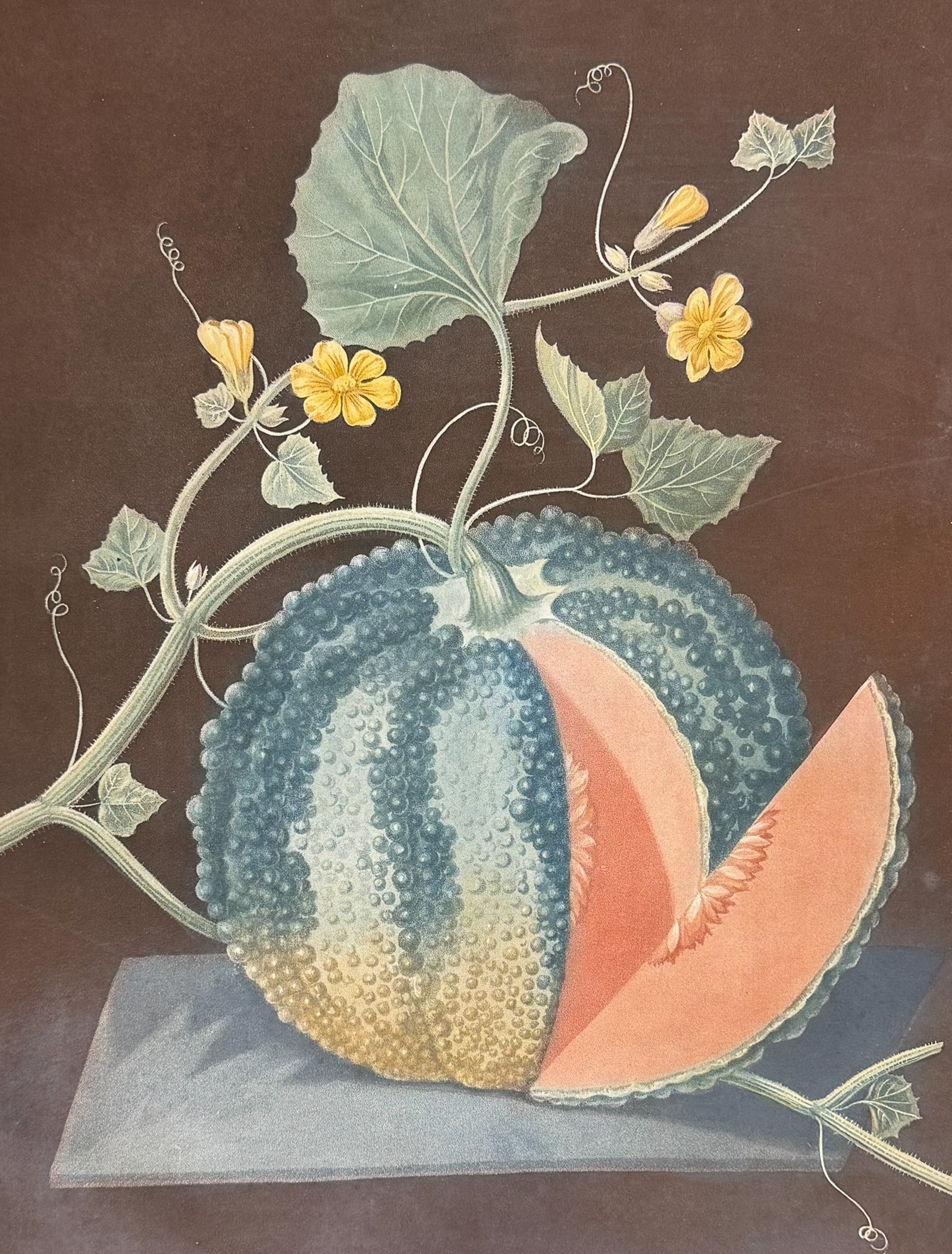 Brookshaw, Folio - Melon. 67: This remarkable, large folio fruit engraving is from George Brookshaw's "Pomona Britannica, or a Collection of the Most Esteemed Fruits at present cultivated in the country; together with the