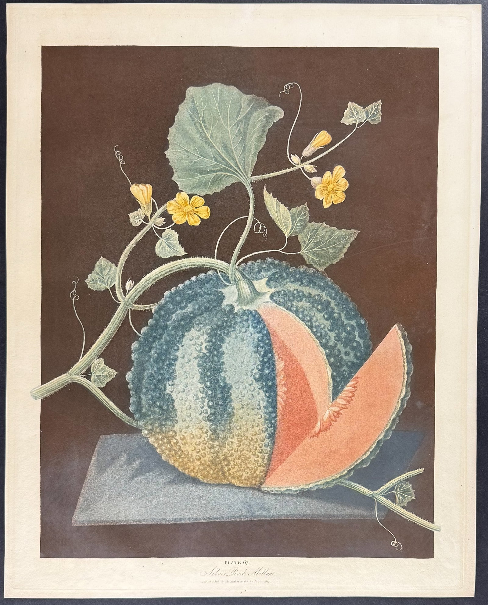 Brookshaw, Folio - Melon. 67 - 2