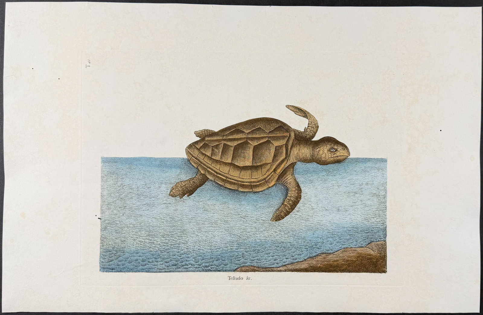 Catesby, Folio - Loggerhead Turtle. 2-40 (1 of 1)
