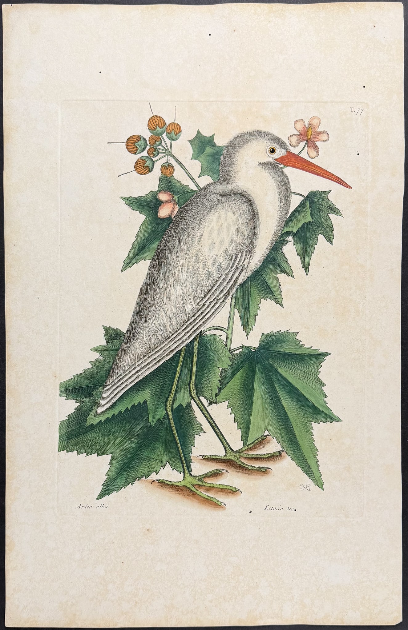 Catesby, Folio - Little White Heron. 1-77: We are pleased to offer this folio engraving from Mark Catesby?s "The Natural History of Carolina, Florida and the Bahama Islands: Containing the Figures of Birds, Beasts, Fishes, Serpents, Insects, a
