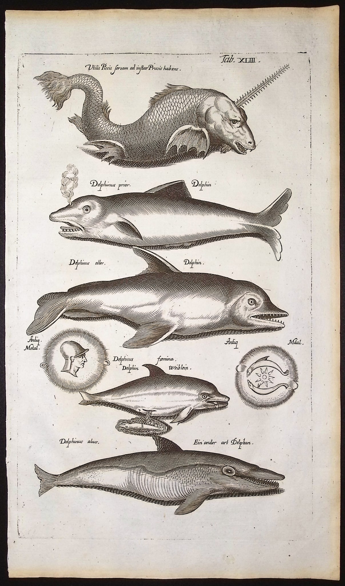 Merian & Jonston - Sea Monster, Dolphin: This exceptional copper engraving is from Merian & Jonston's "Historia Naturalis". The work was published in Amsterdam in 1660 by J. J. Schipper. Matthias Merian completed the copper plate engravings 
