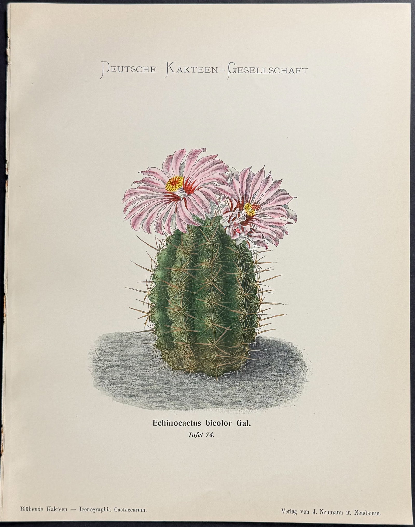 Schumann - 4 Cactus Prints - 2