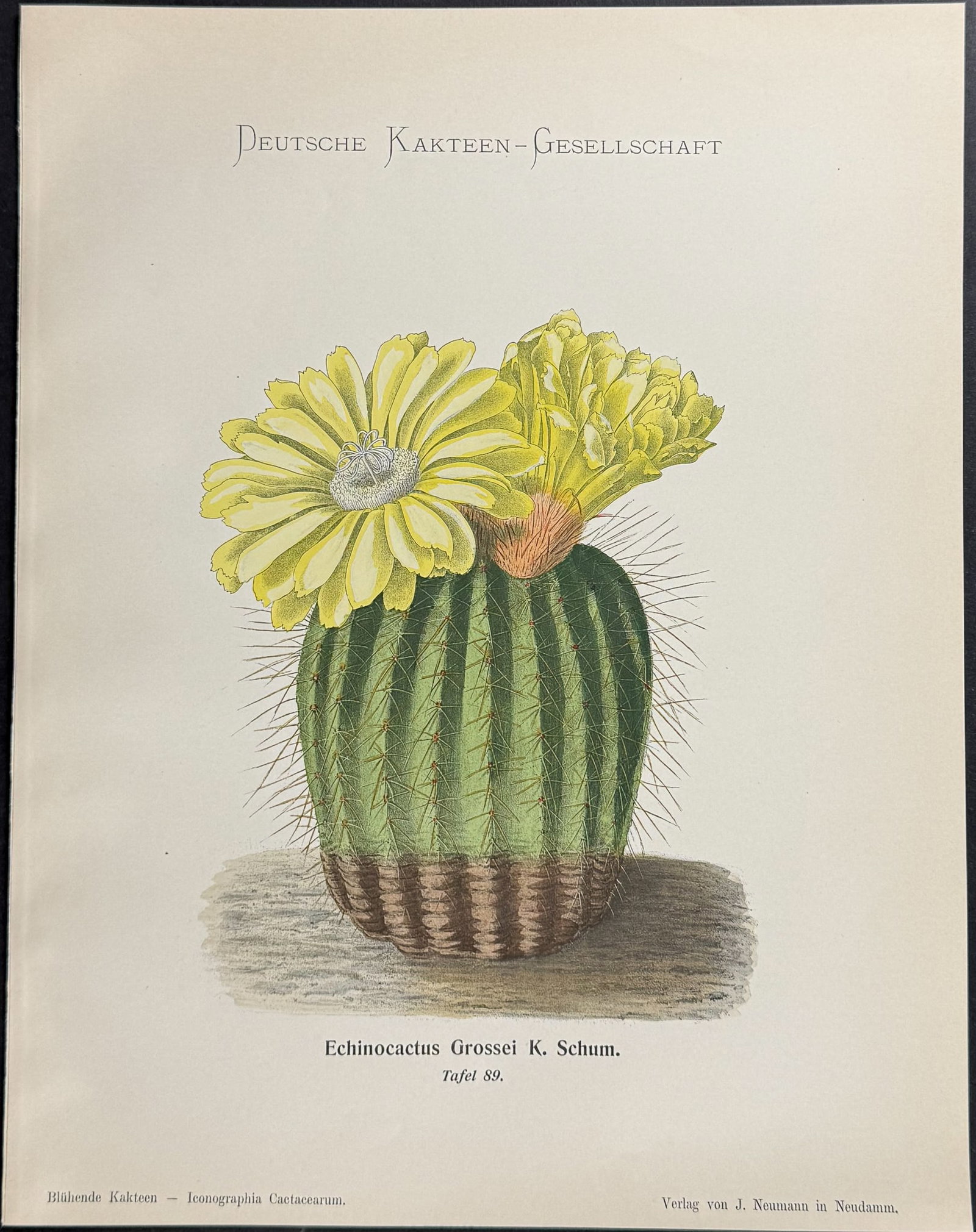 Schumann - 4 Cactus Prints - 3