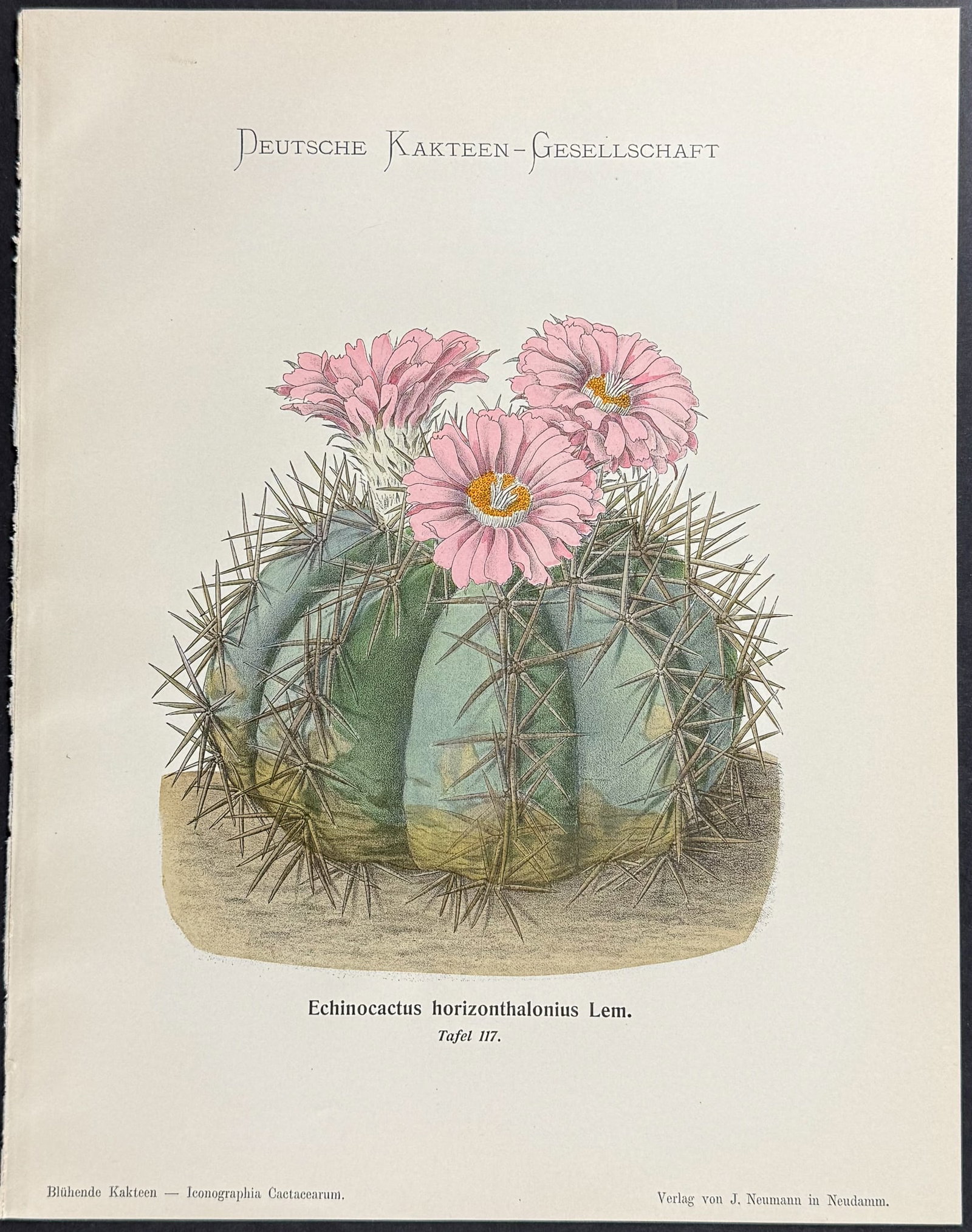 Schumann - 4 Cactus Prints - 4