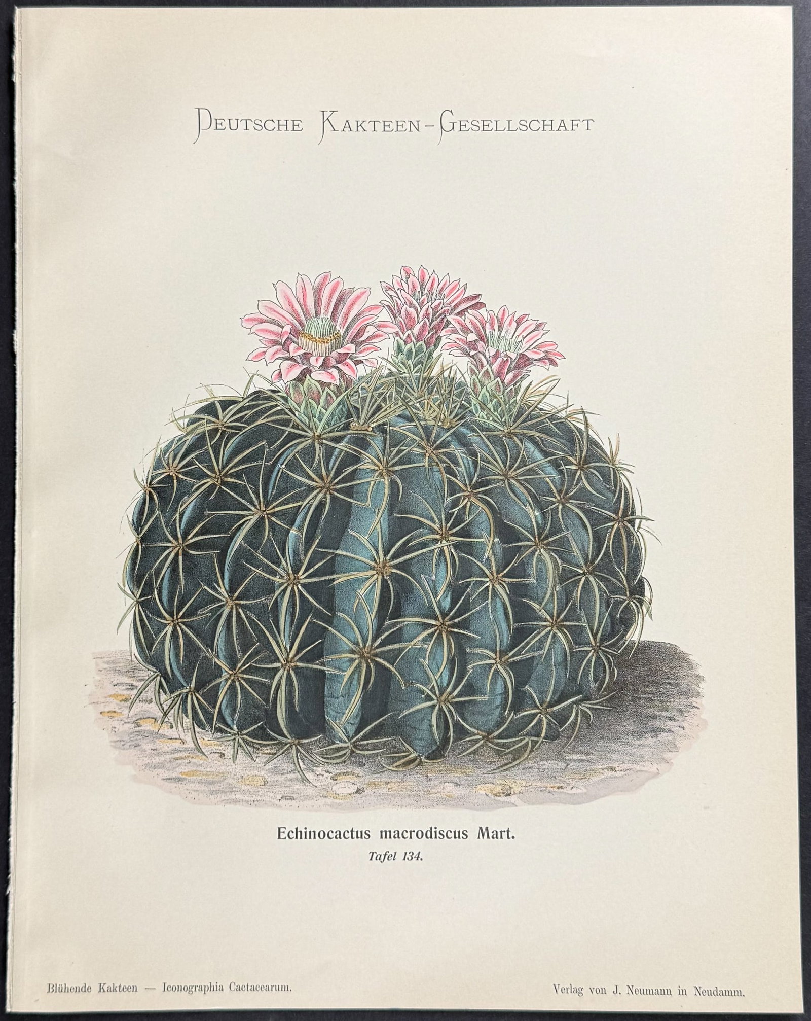 Schumann - 4 Cactus Prints - 5