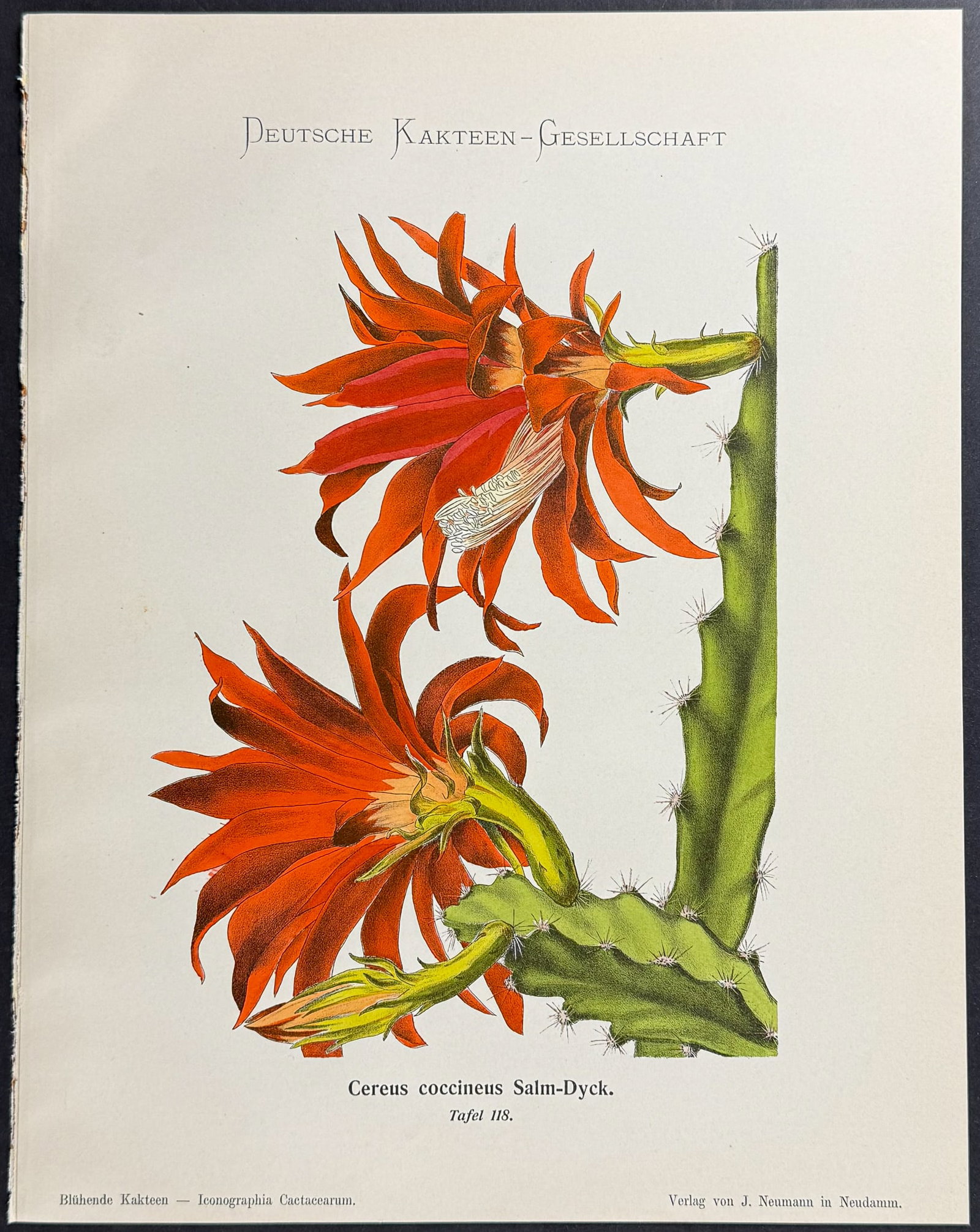 Schumann - 4 Cactus Prints - 2