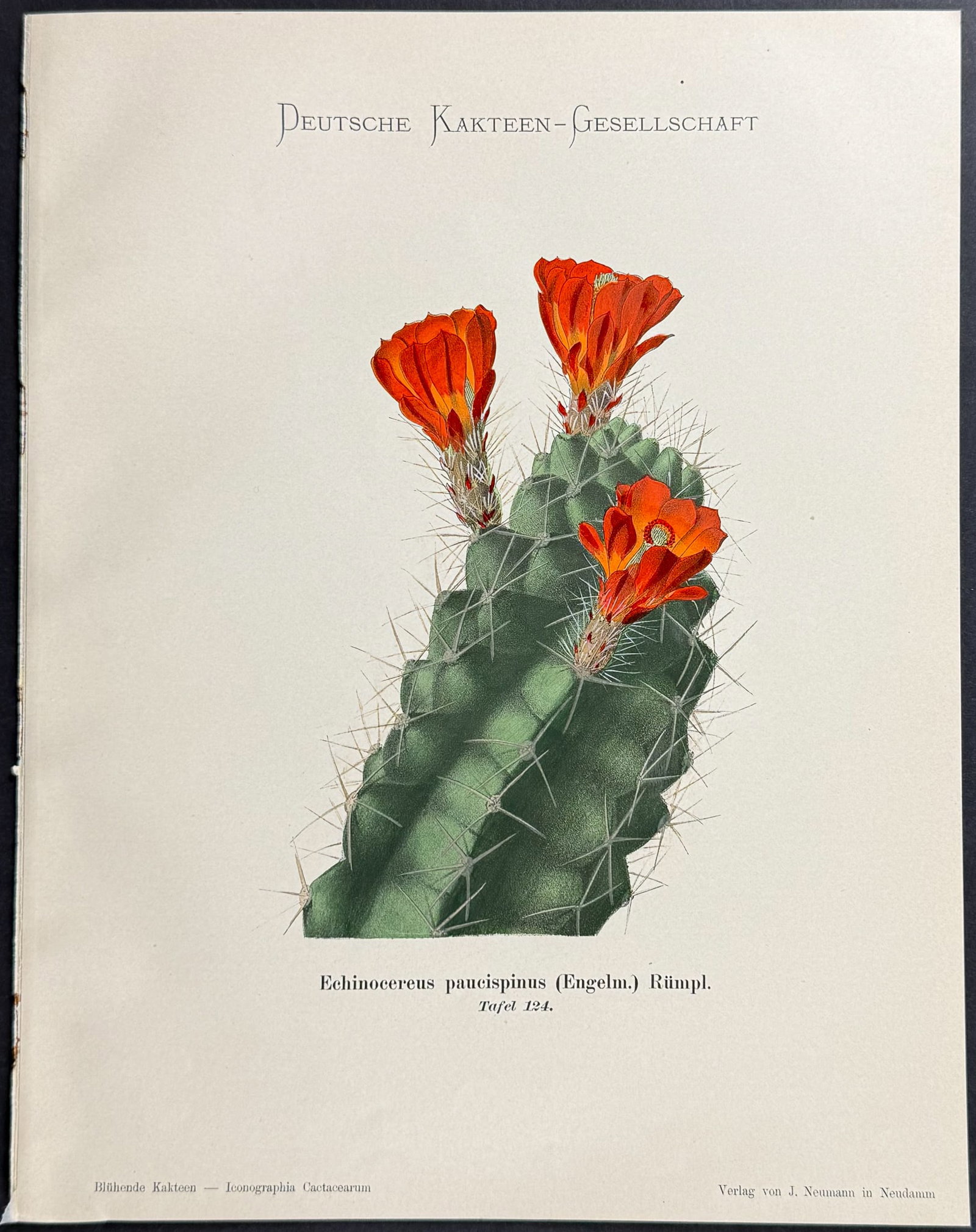 Schumann - 4 Cactus Prints - 3