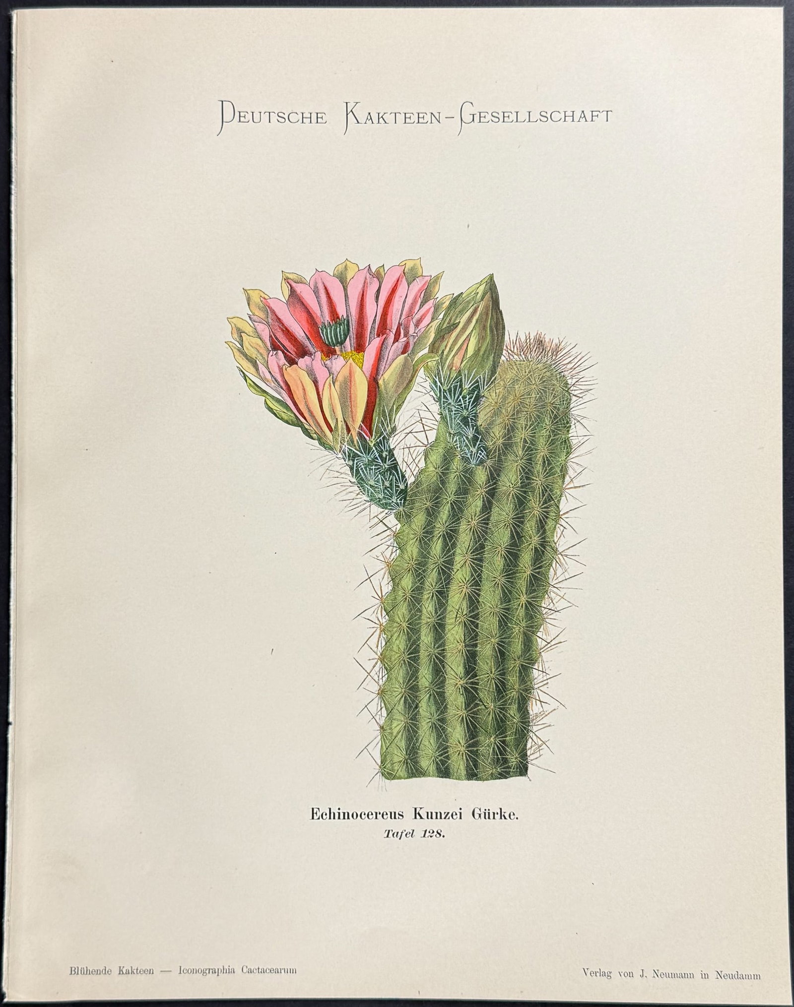 Schumann - 4 Cactus Prints - 4