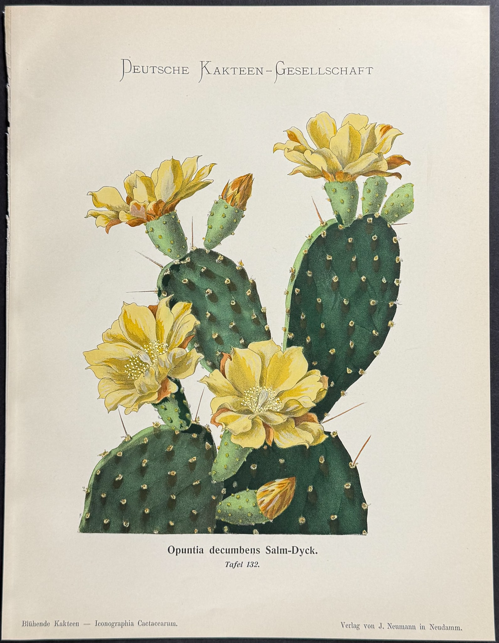 Schumann - 4 Cactus Prints - 5