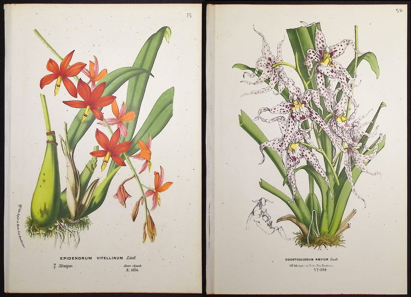 Van Houtte - 6 Orchid Prints: This beautiful botanical print comes from Louis Van Houtte's monumental work entitled "Flore des Serres et des Jardins de l'Europe (Flowers of the Greenhouses and Gardens of Europe)" published