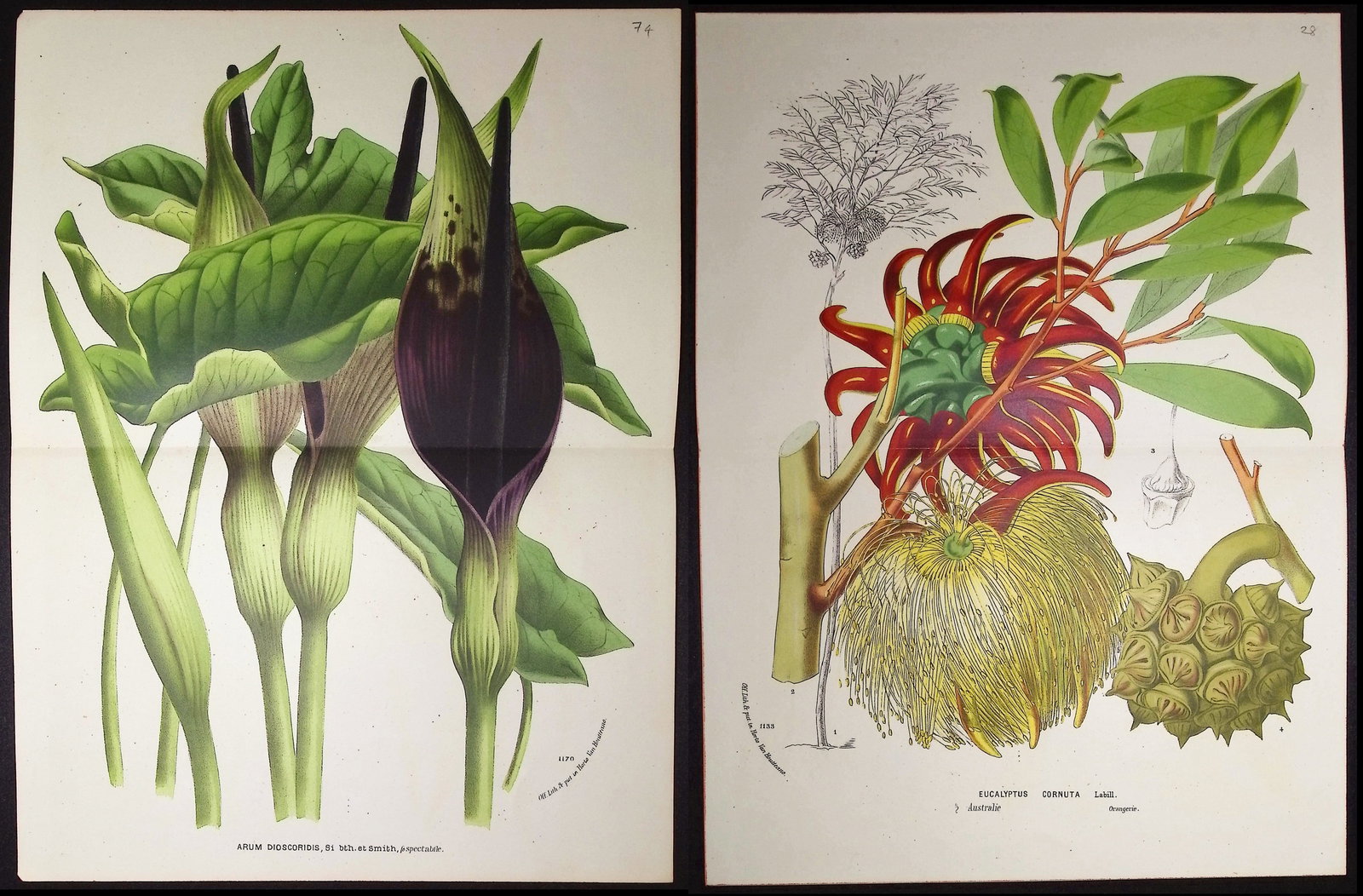 Van Houtte - 4 Botanical Prints: This beautiful botanical print comes from Louis Van Houtte's monumental work entitled "Flore des Serres et des Jardins de l'Europe (Flowers of the Greenhouses and Gardens of Europe)" published