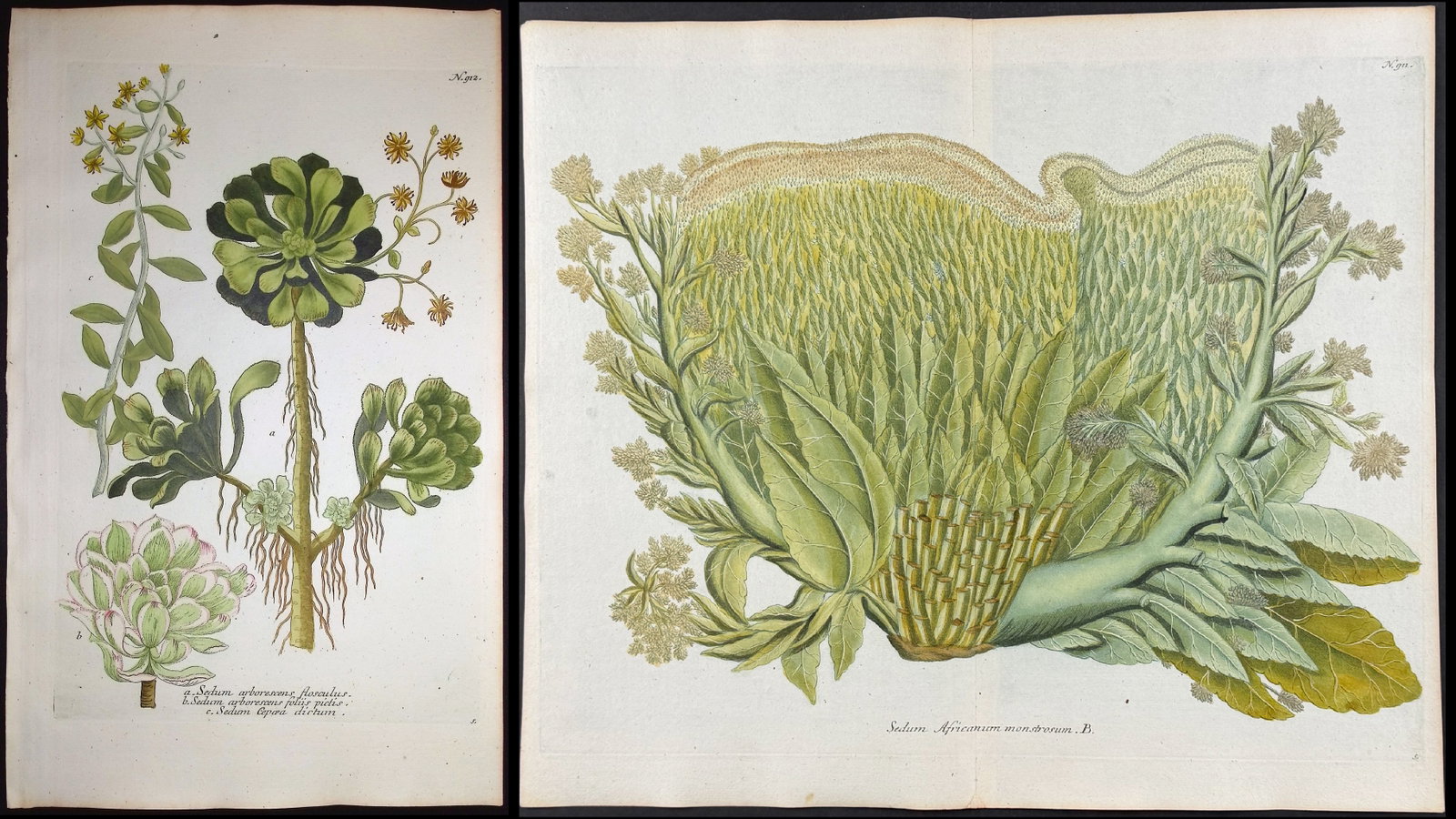 Weinmann - 3 Sedum Engravings: This beautiful botanical mezzotint is from Johann Weinmann's "Duidelyke Vertoning, Eeniger Duizend in alle vier waerelds deelen wassende Bomen, Stammen, Kruiden, Bloemen, Vrugten, en Uitwassen,