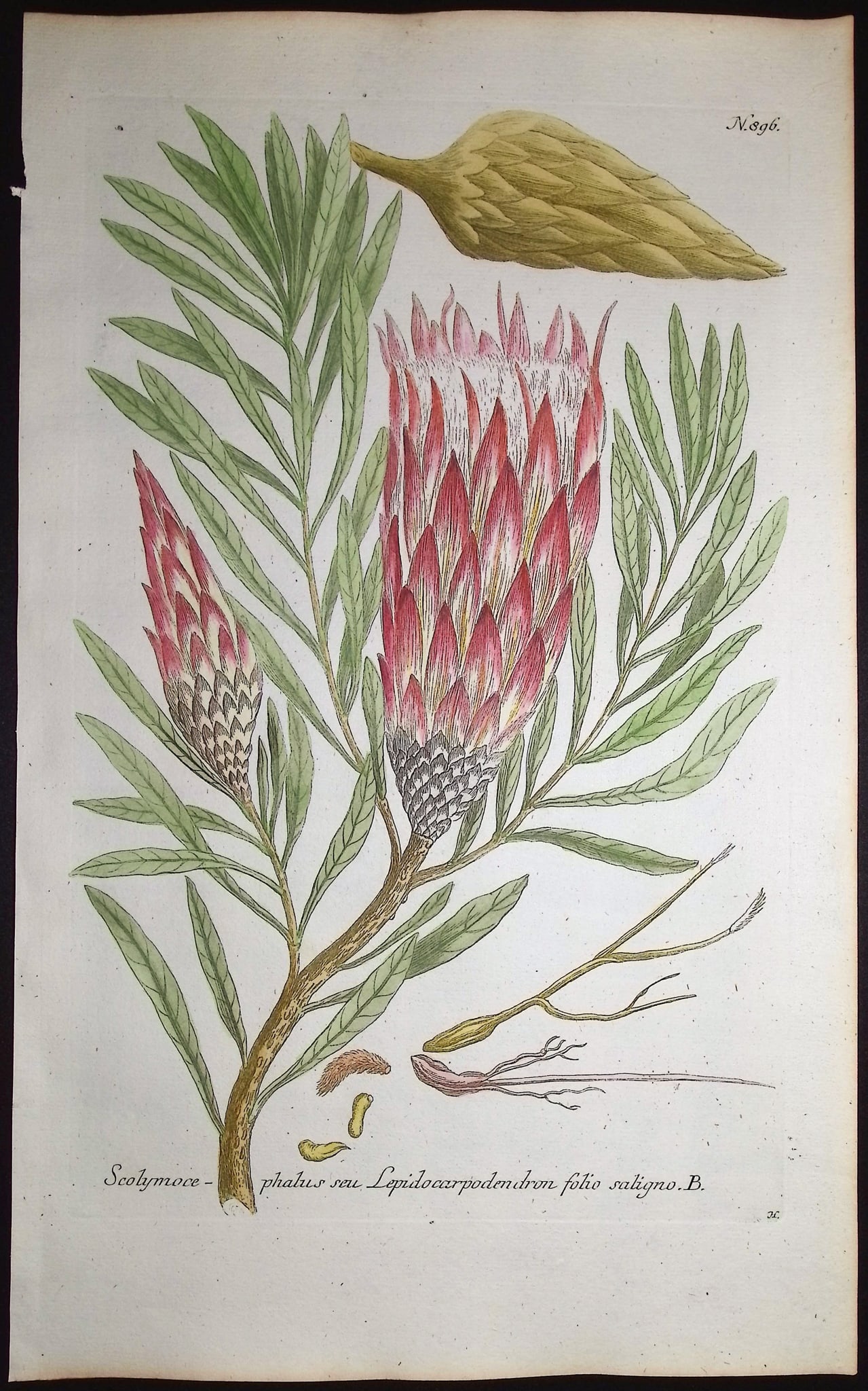 Weinmann - 4 Scolymocephalus Engravings - 2