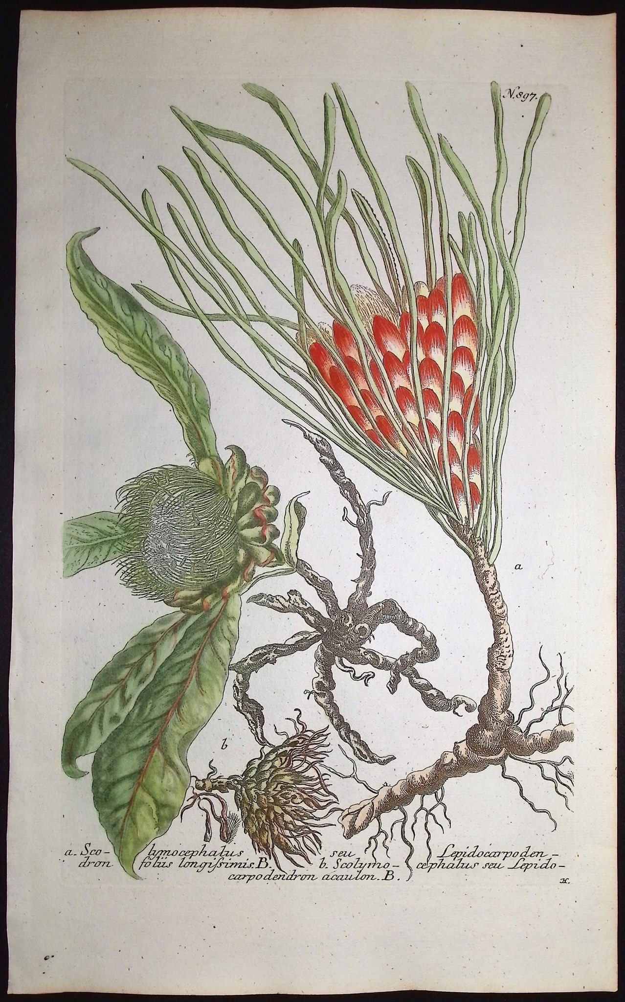 Weinmann - 4 Scolymocephalus Engravings - 3