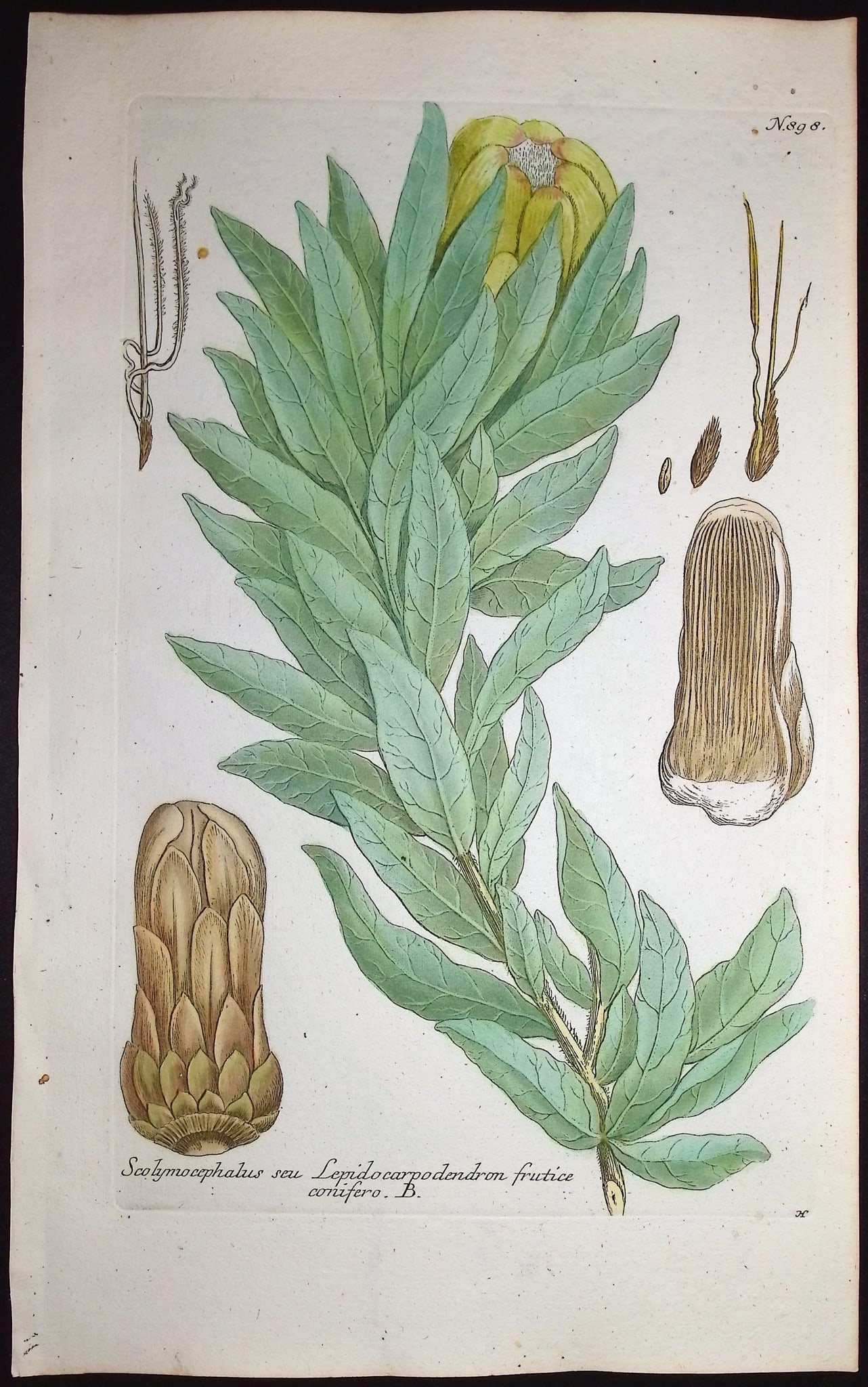 Weinmann - 4 Scolymocephalus Engravings - 4