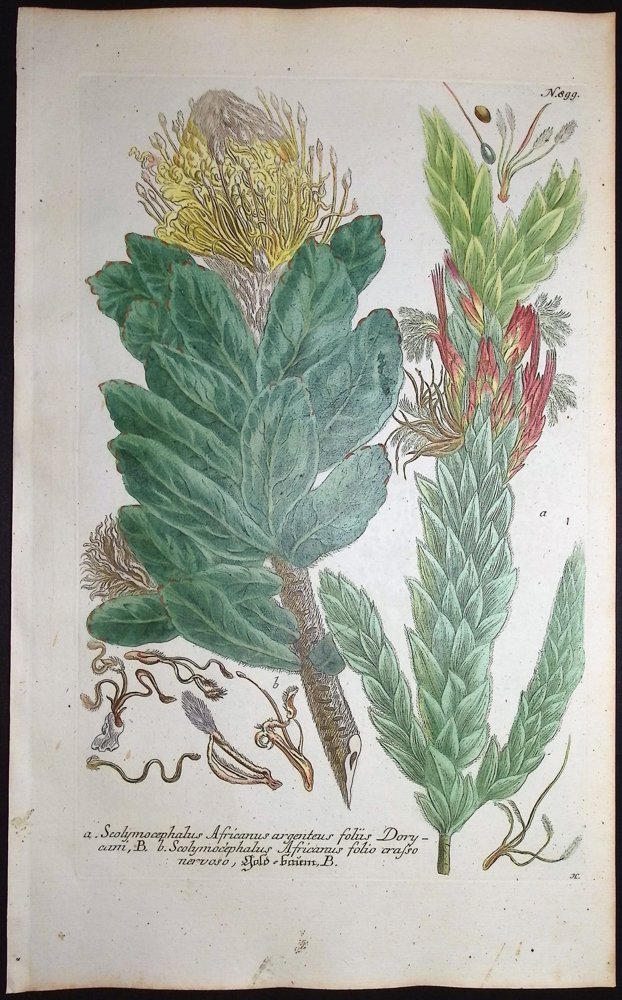 Weinmann - 4 Scolymocephalus Engravings - 5