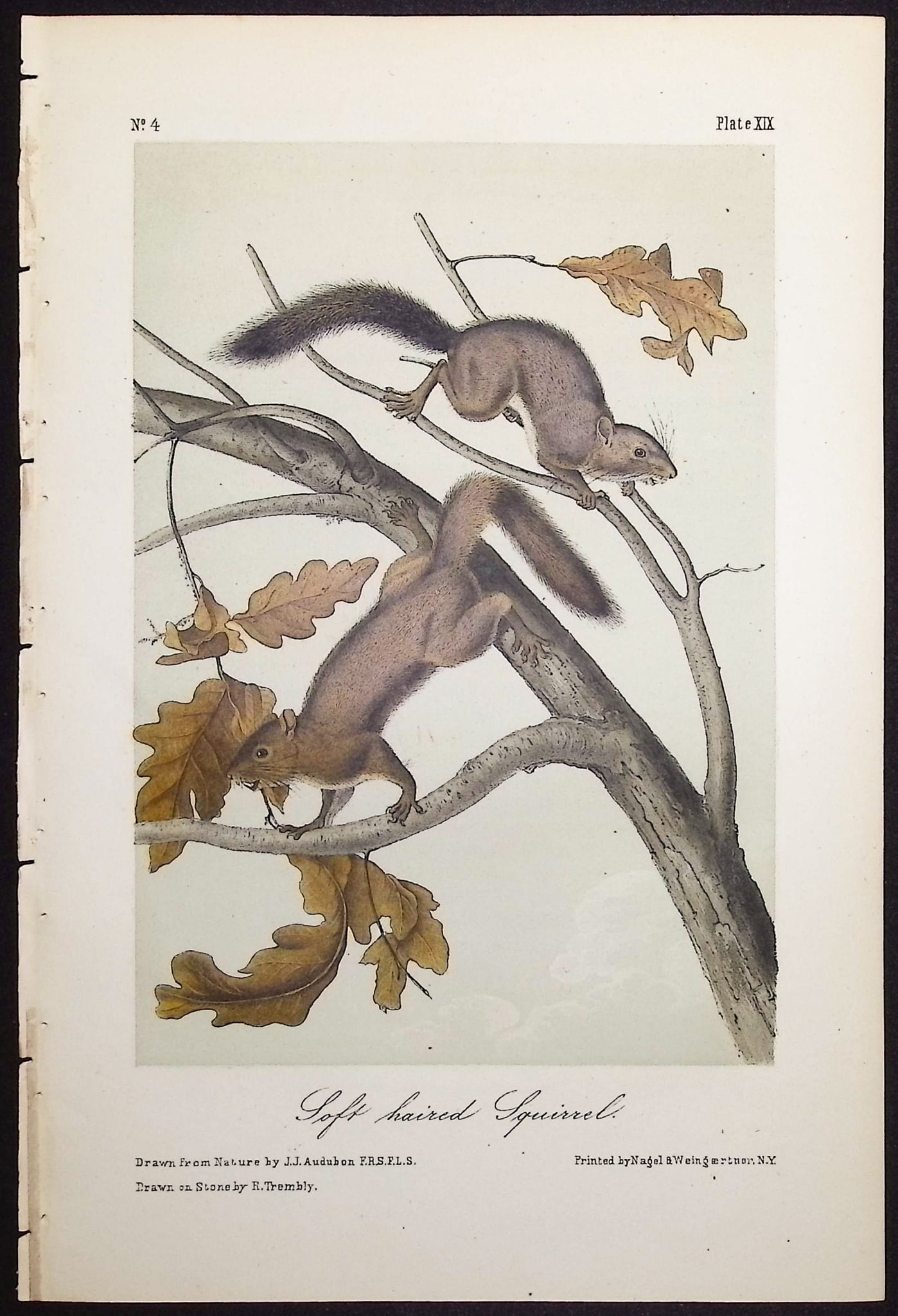 Audubon - 5 Squirrel Lithographs - 2