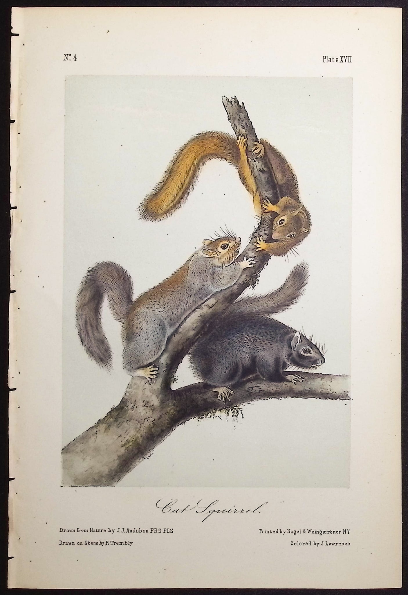 Audubon - 5 Squirrel Lithographs - 3