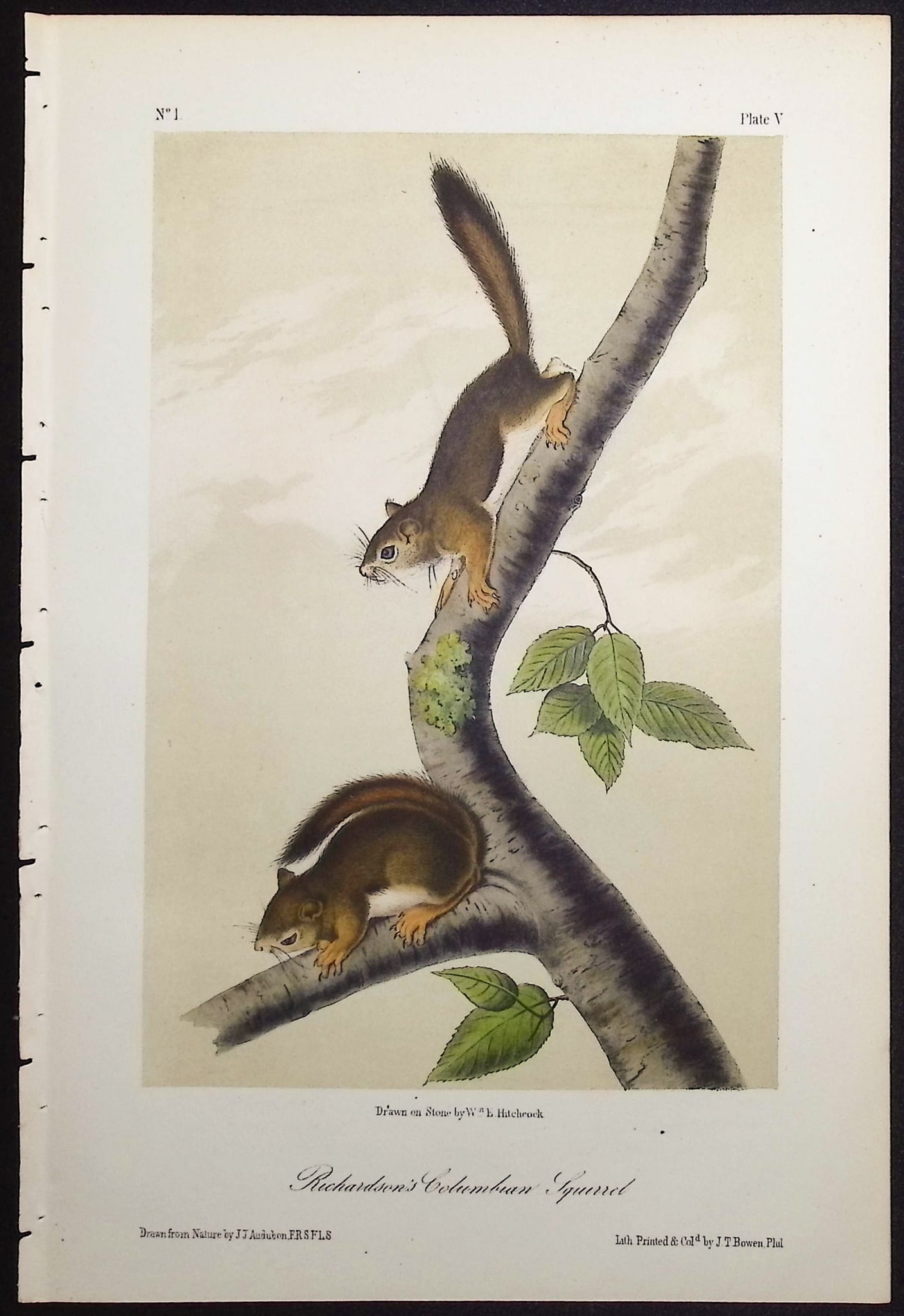 Audubon - 5 Squirrel Lithographs - 4