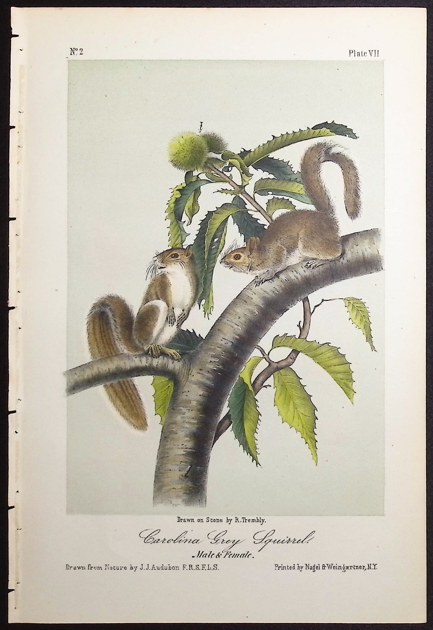Audubon - 5 Squirrel Lithographs - 5