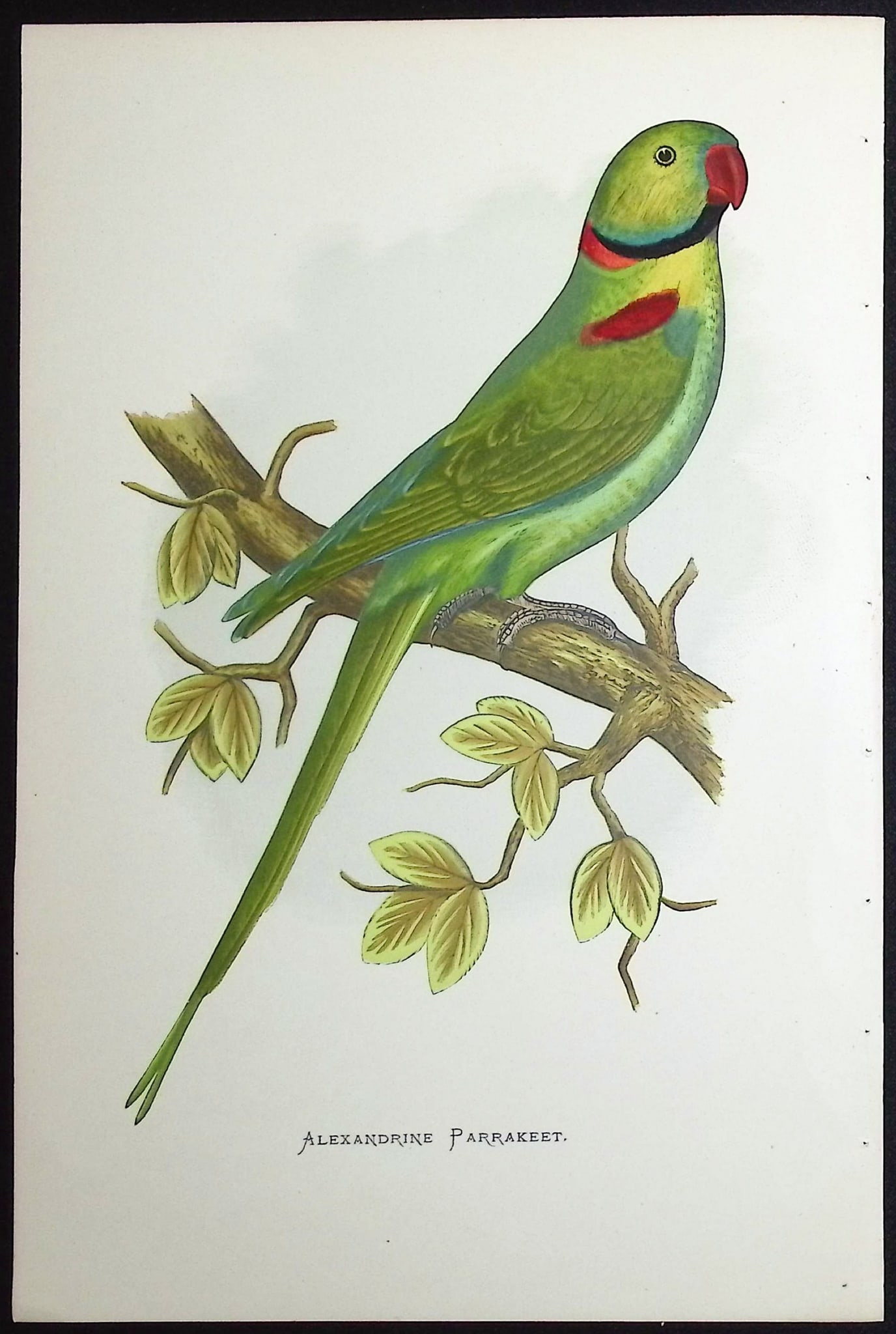 Greene - 4 Parrakeet Prints - 2