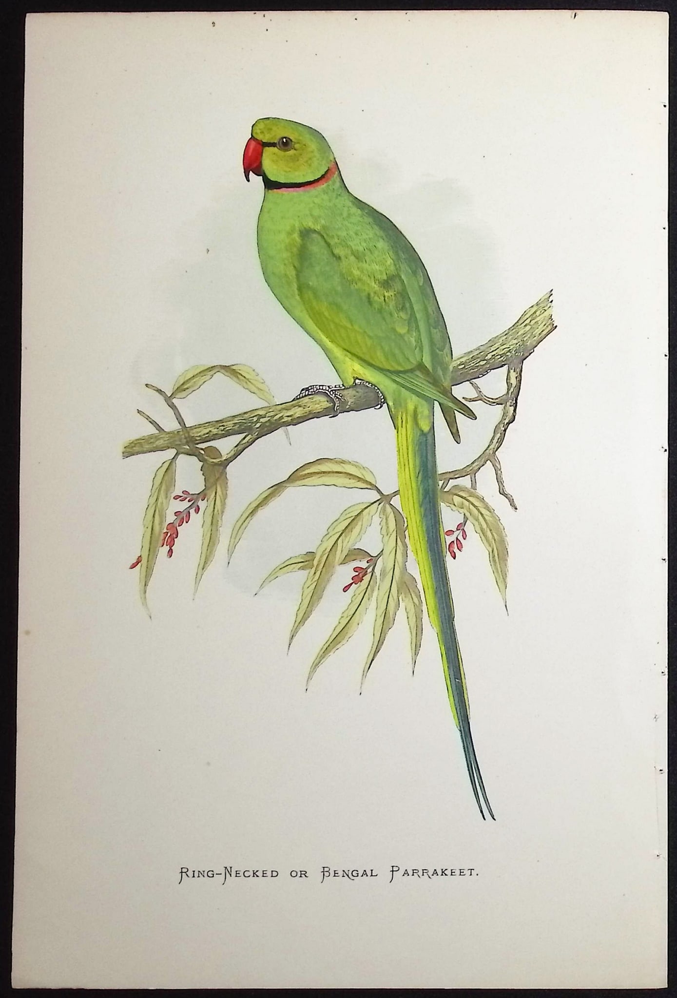 Greene - 4 Parrakeet Prints - 3