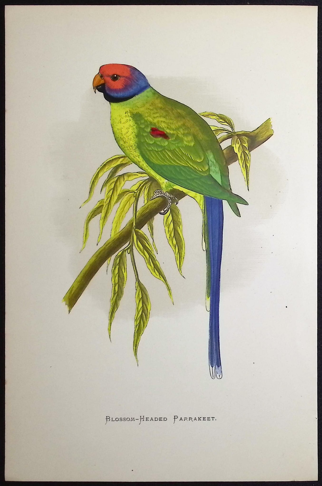 Greene - 4 Parrakeet Prints - 4