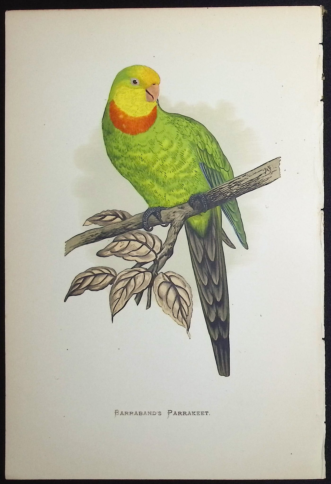 Greene - 4 Parrakeet Prints - 5