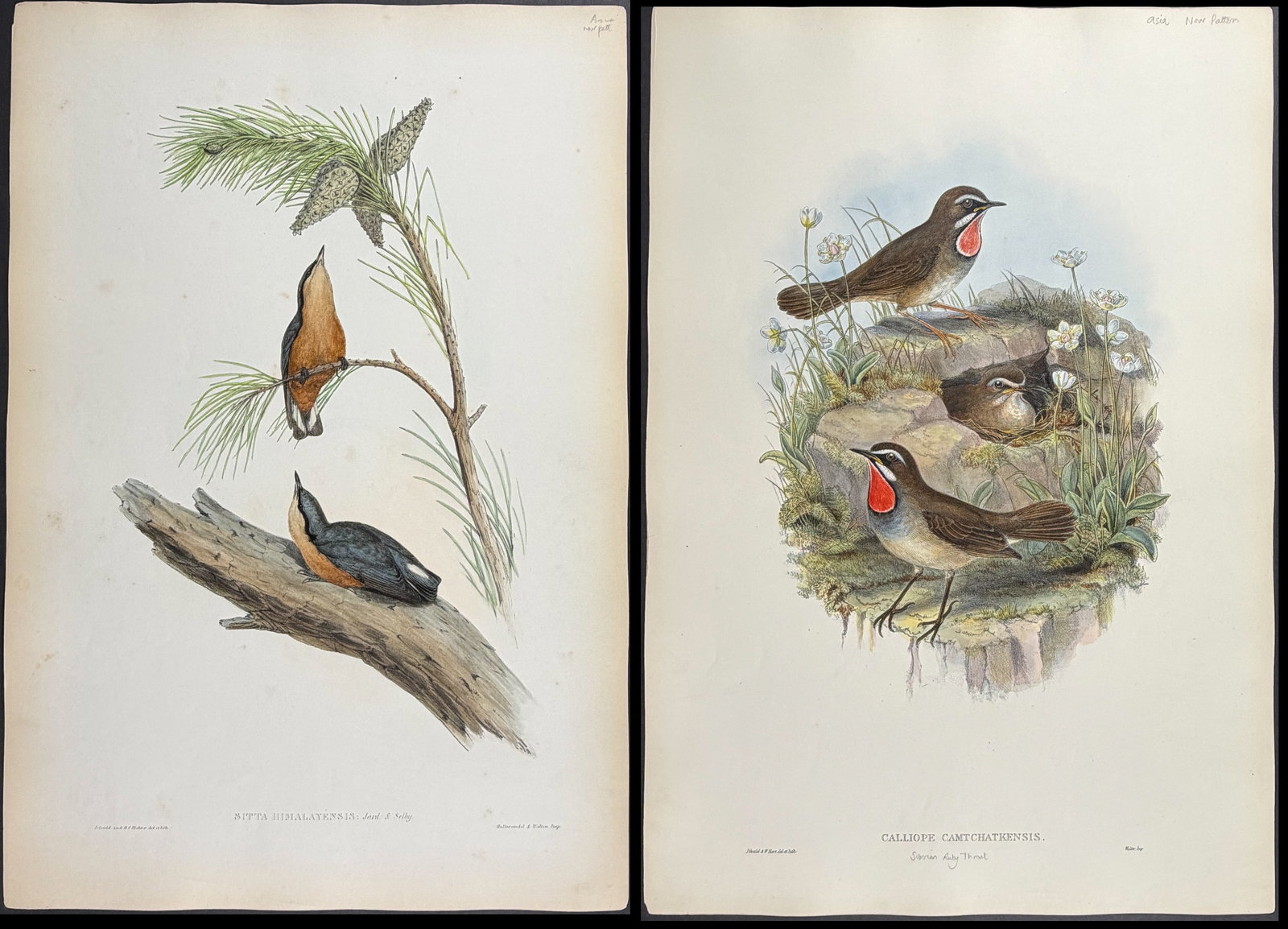 Gould, Asia - 6 Bird Lithographs (1 of 7)